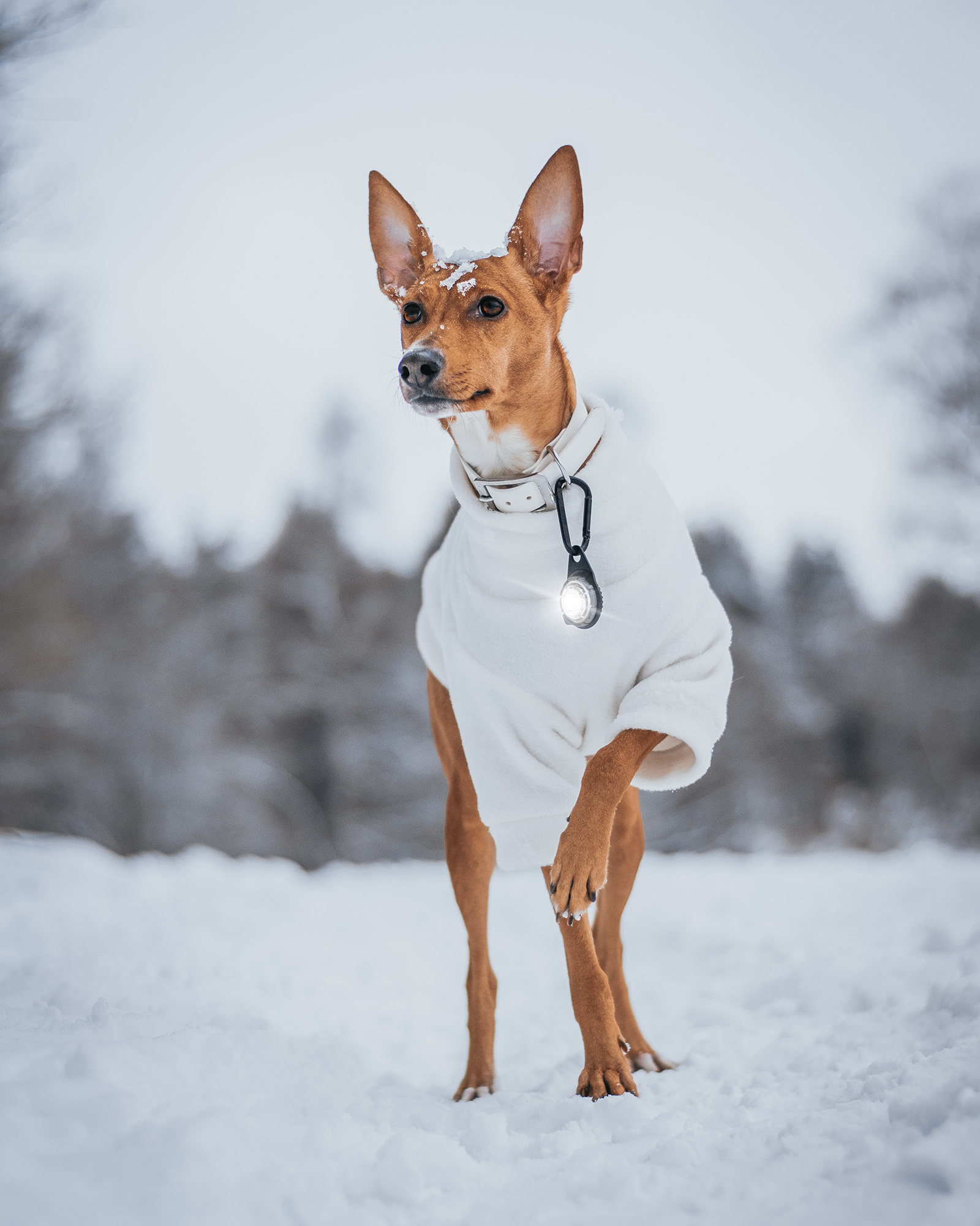 Orbiloc Dog Dual Light white