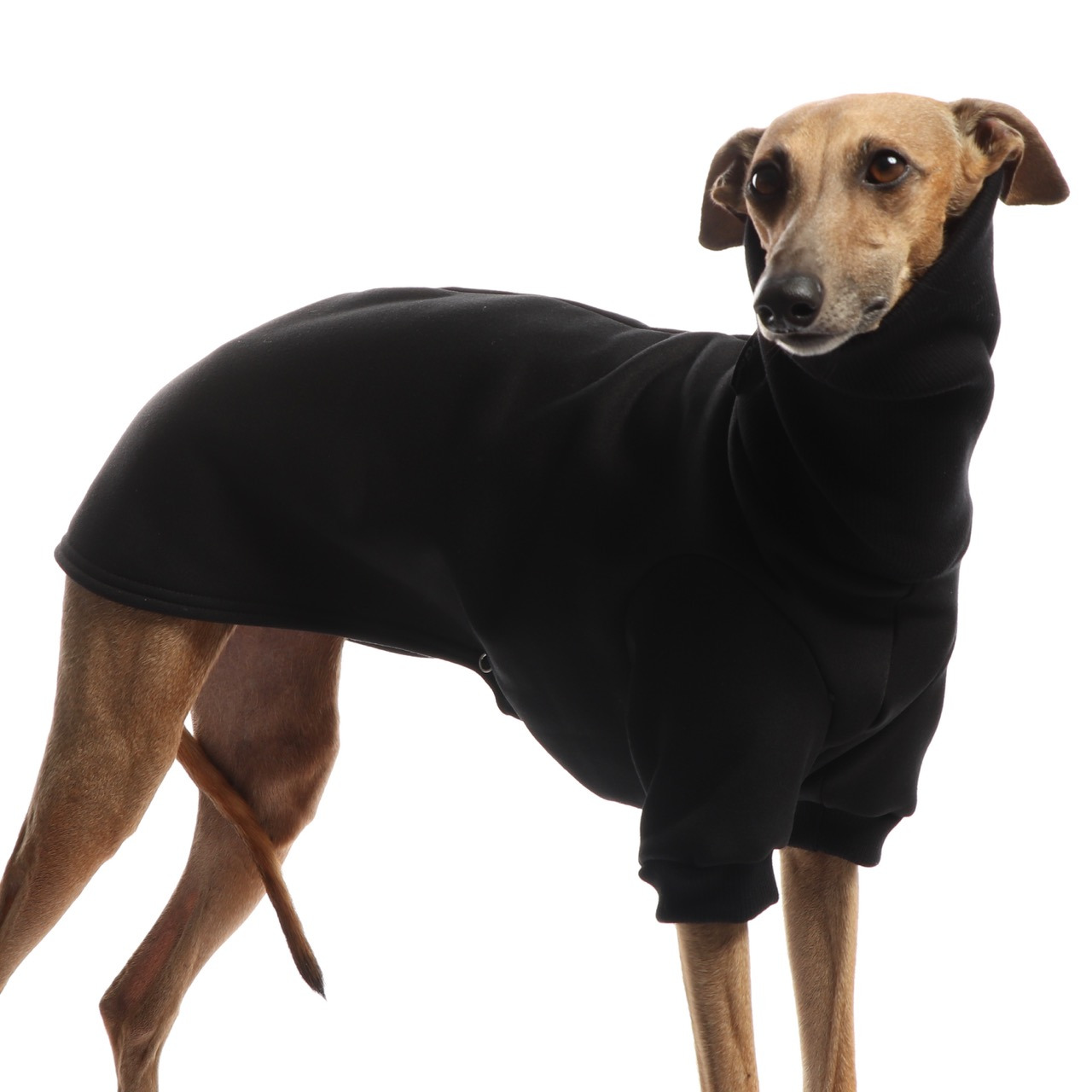 DG DogGear Basic Winter Sweatshirt - L1 - Schwarz