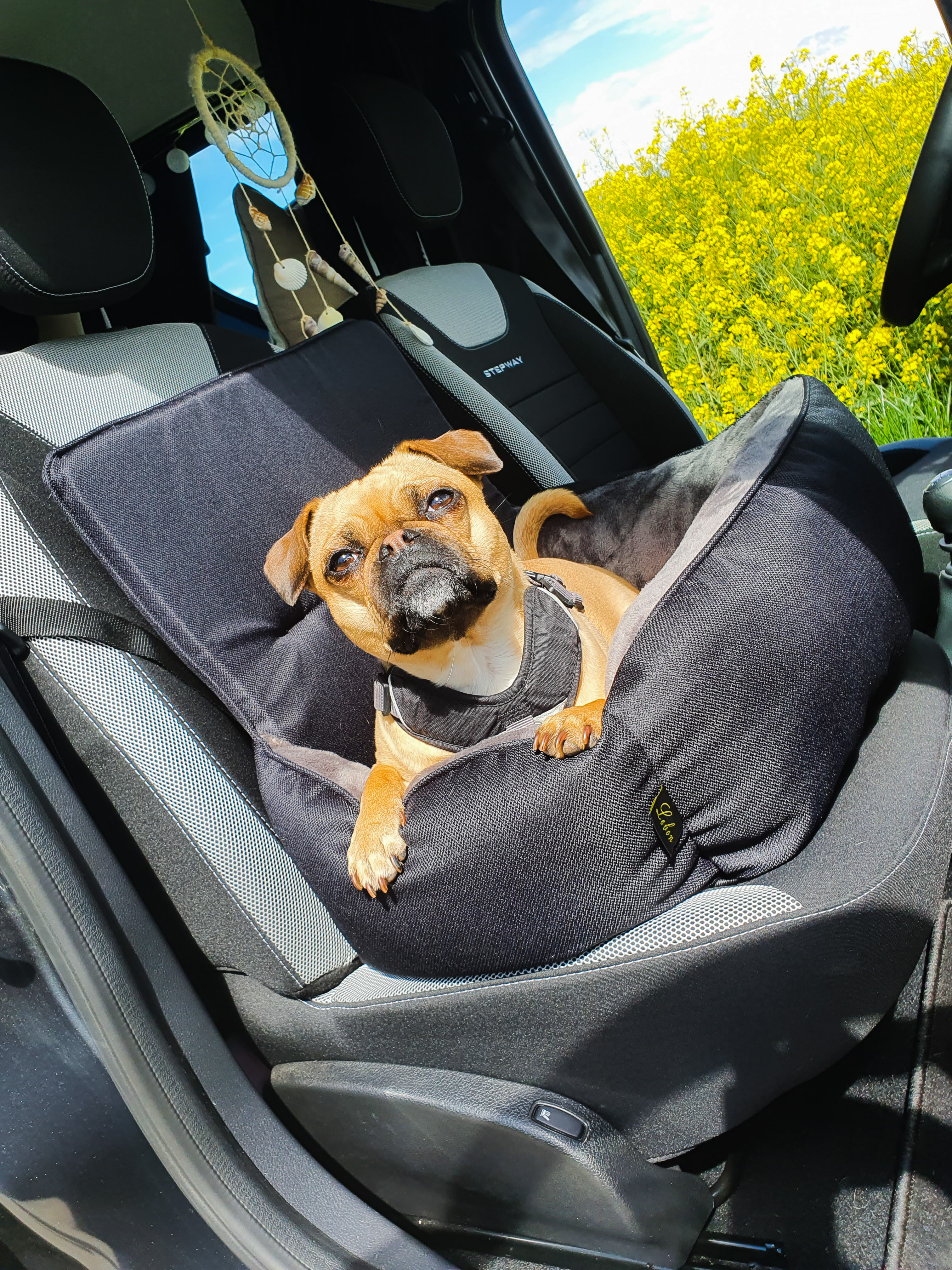 Lebon Hundebett Siggi mit Gurt zur Befestigung im Auto - schwarz/grau 60x40x50cm