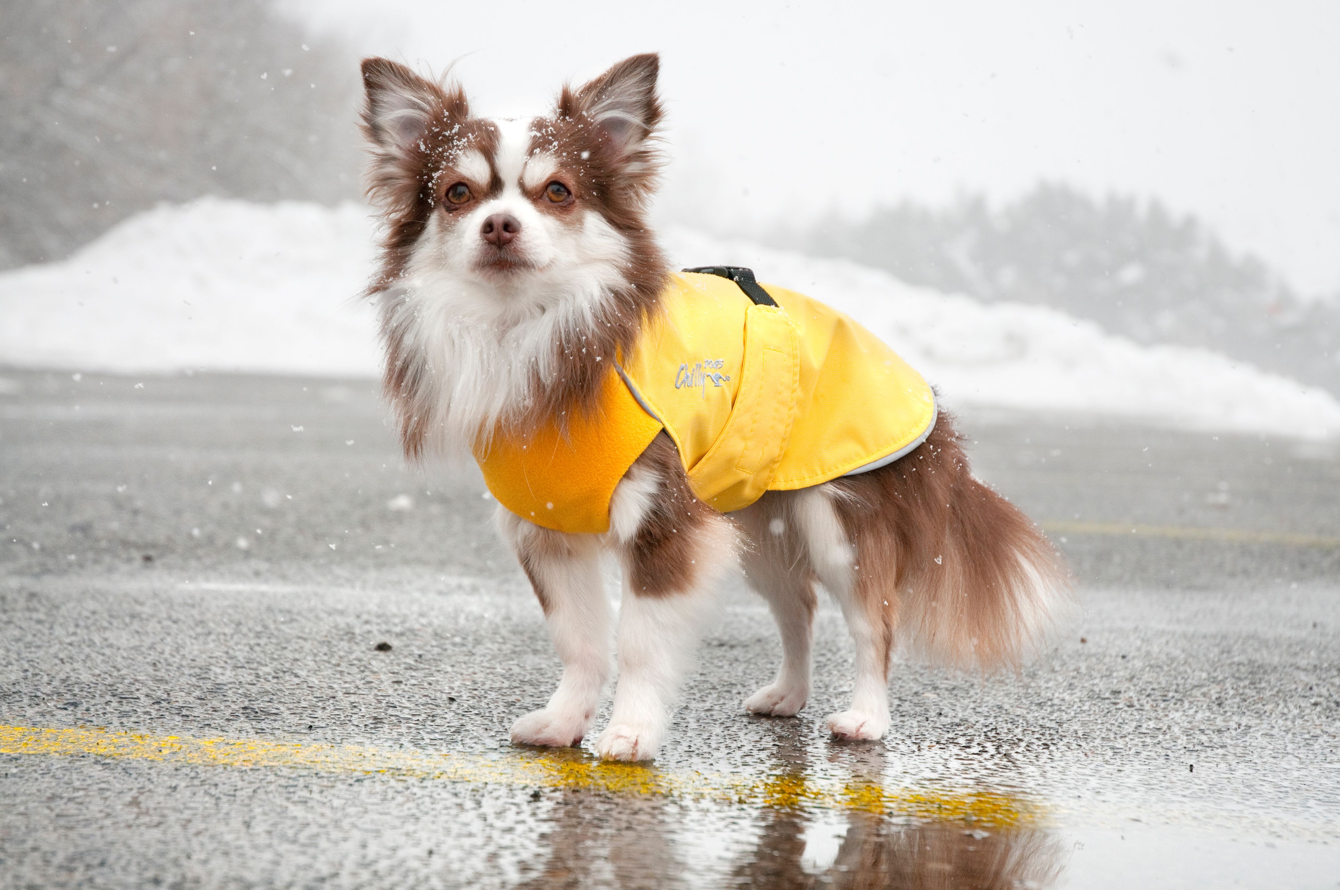 Chilly Dogs Harbour Slicker STANDARD