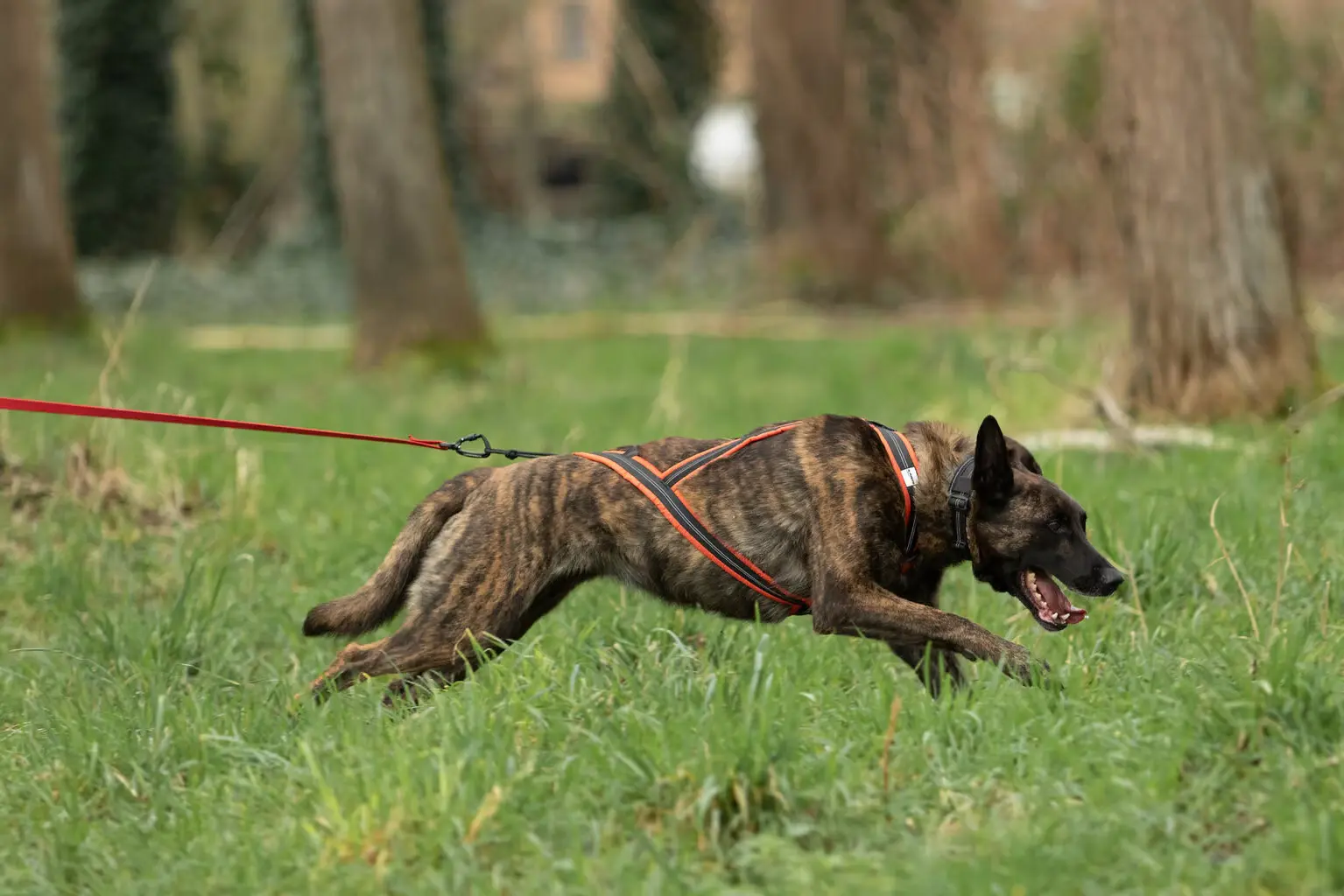 Alphadogsport X-Back ALPHA RACER 2.0 Zuggeschirr