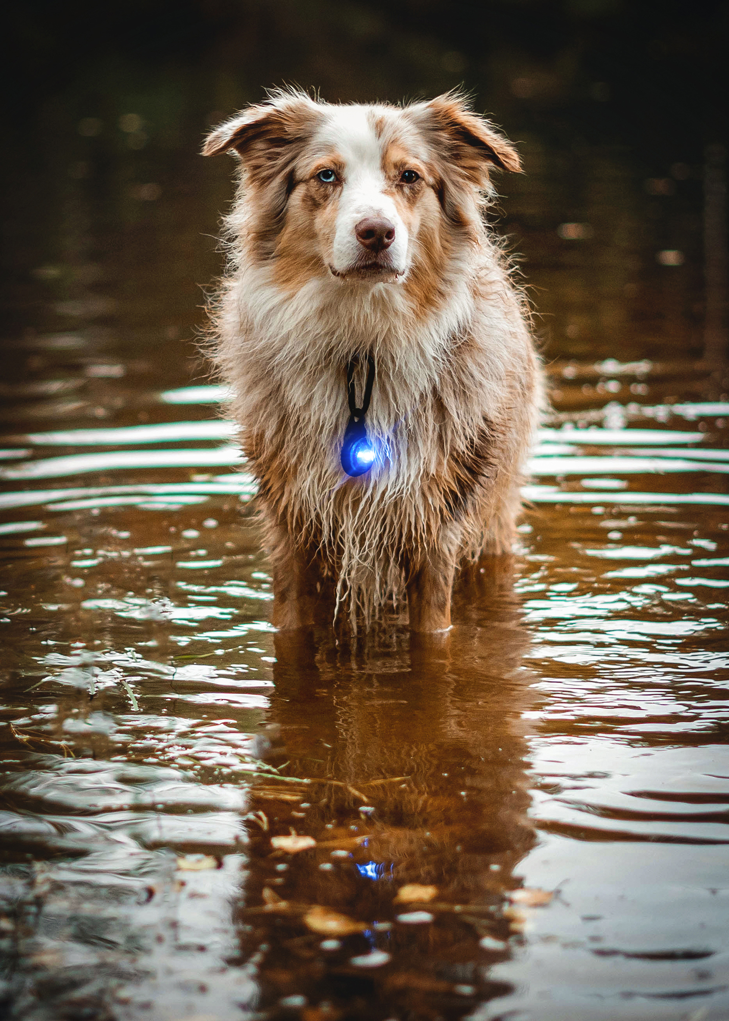 Orbiloc Dog Dual Light blue