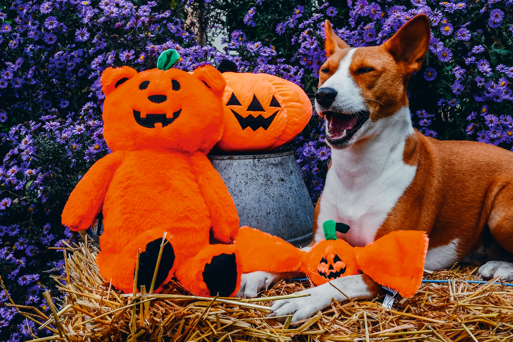 Beeztees Hundespielzeug Halloween Kürbis Bär 45cm