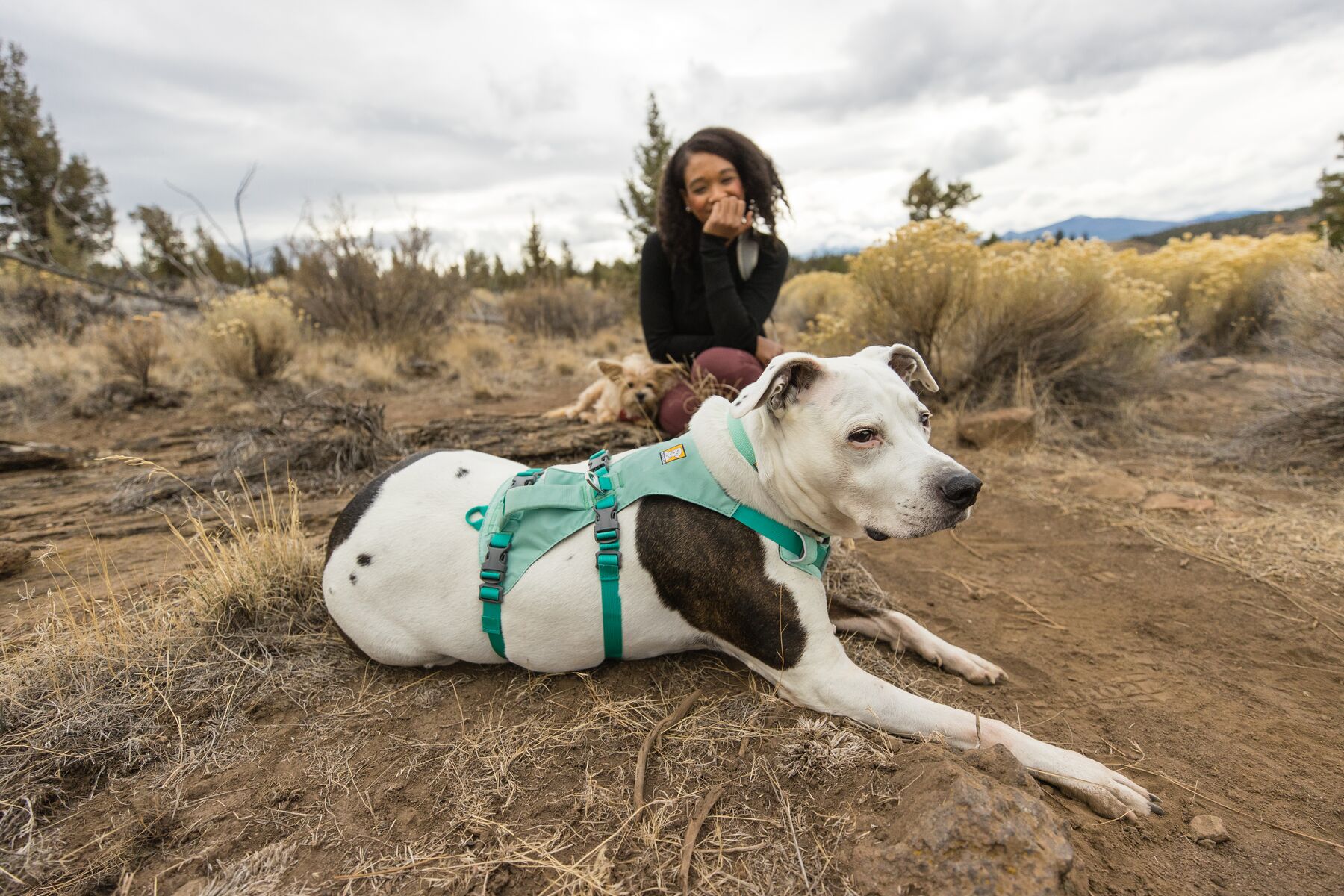 RuffWear Flagline™ Harness Sage Green