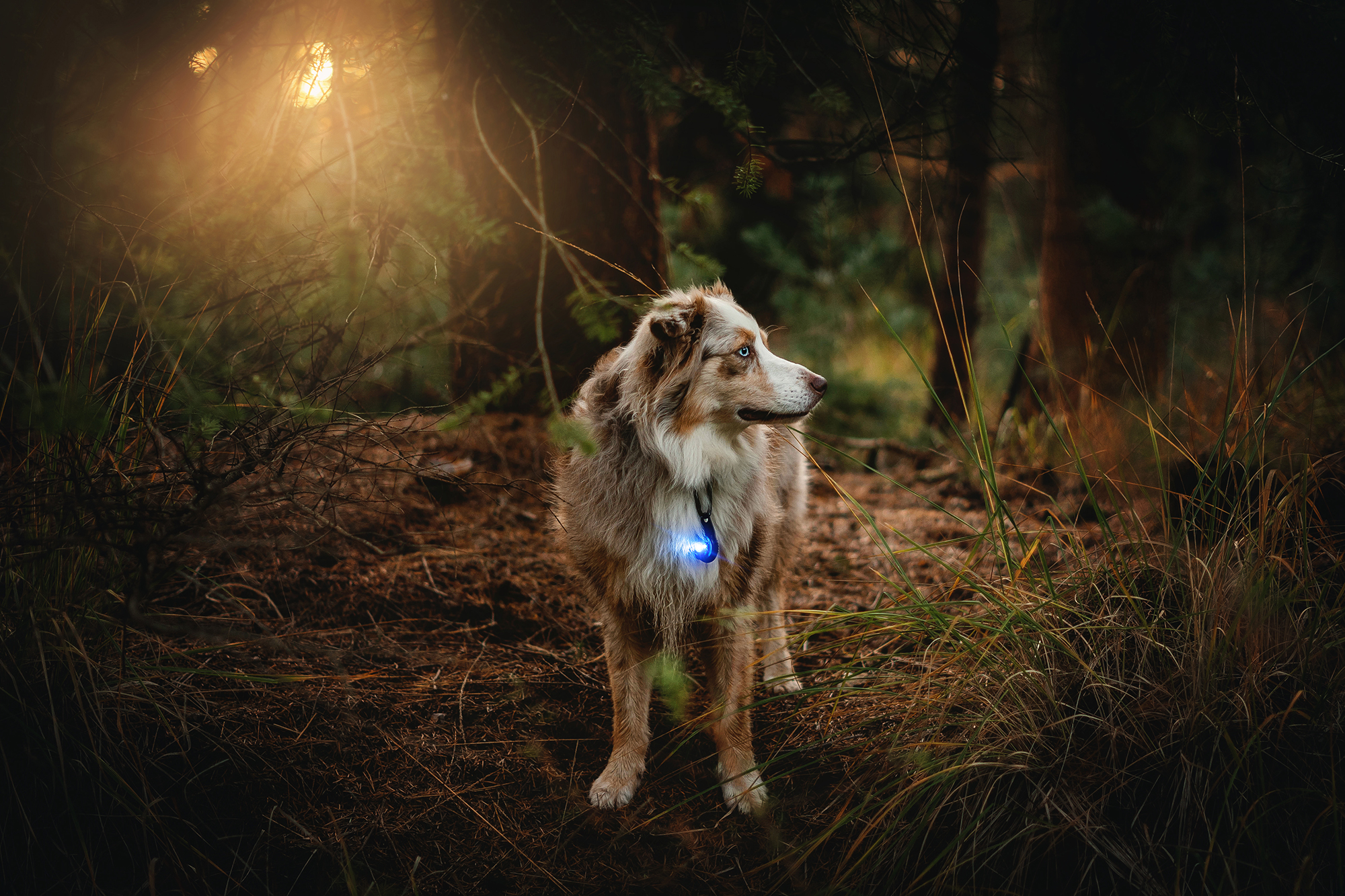 Orbiloc Dog Dual Light blue