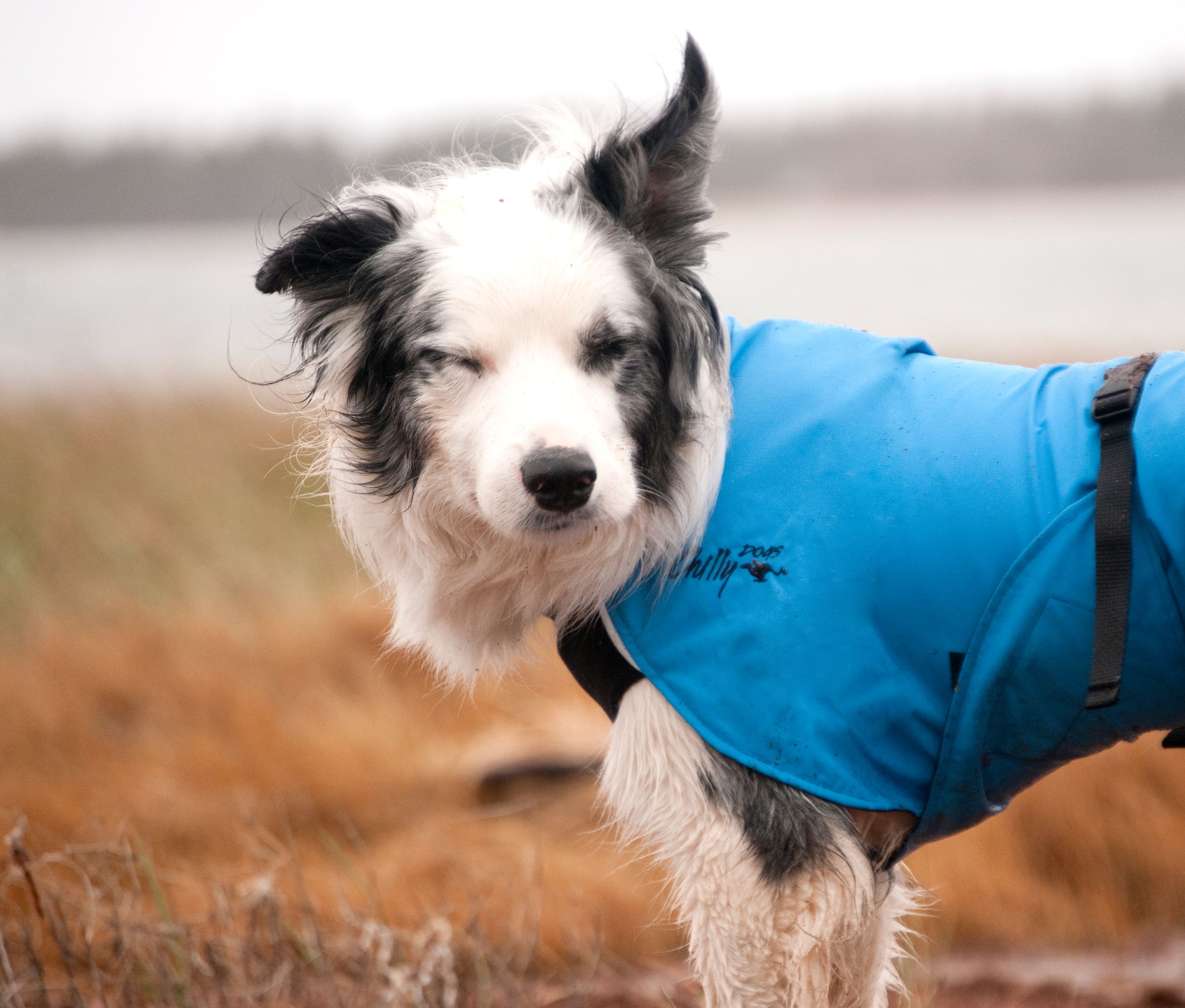 Chilly Dogs Harbour Slicker STANDARD