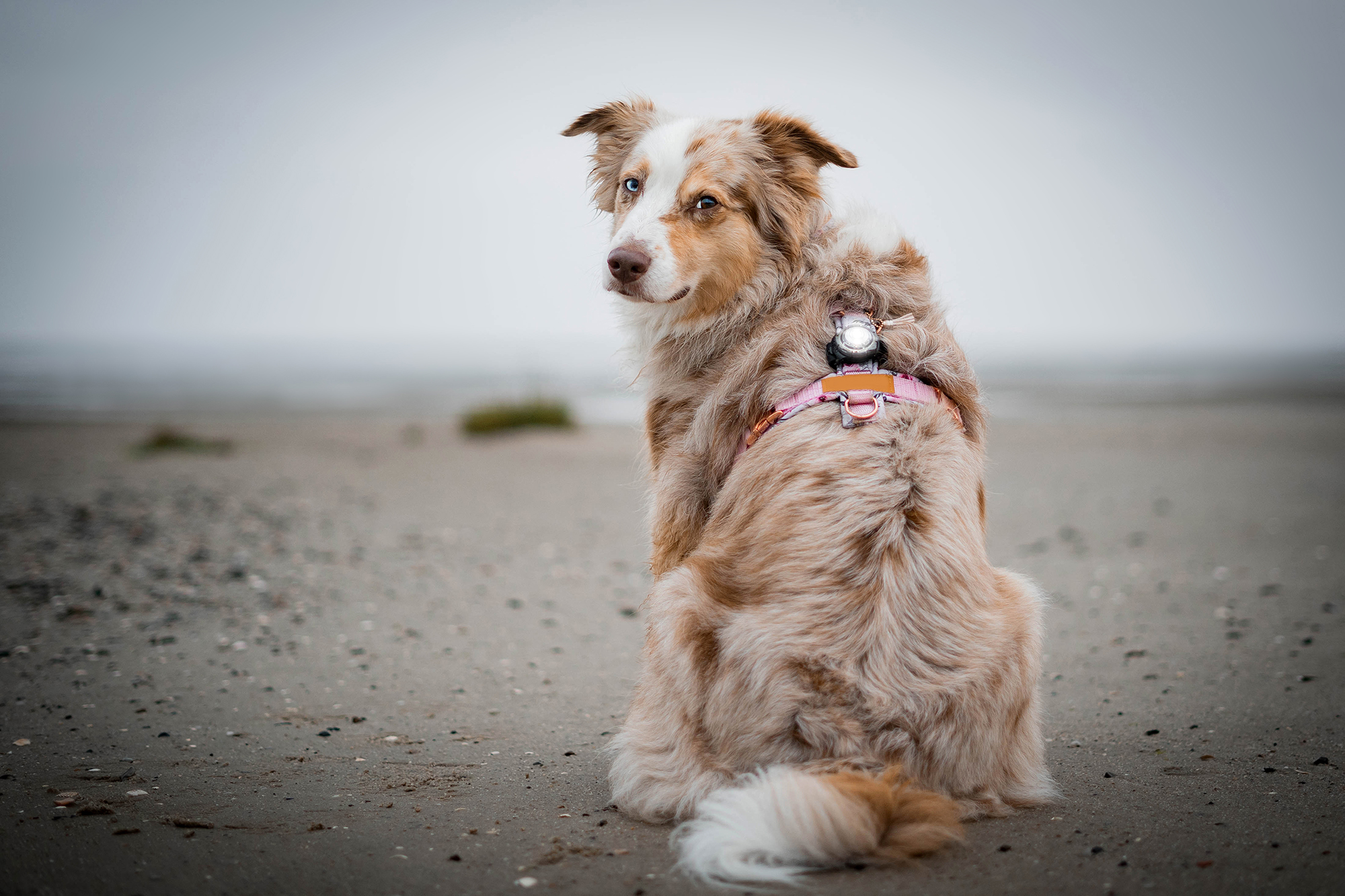 Orbiloc Dog Dual Light white