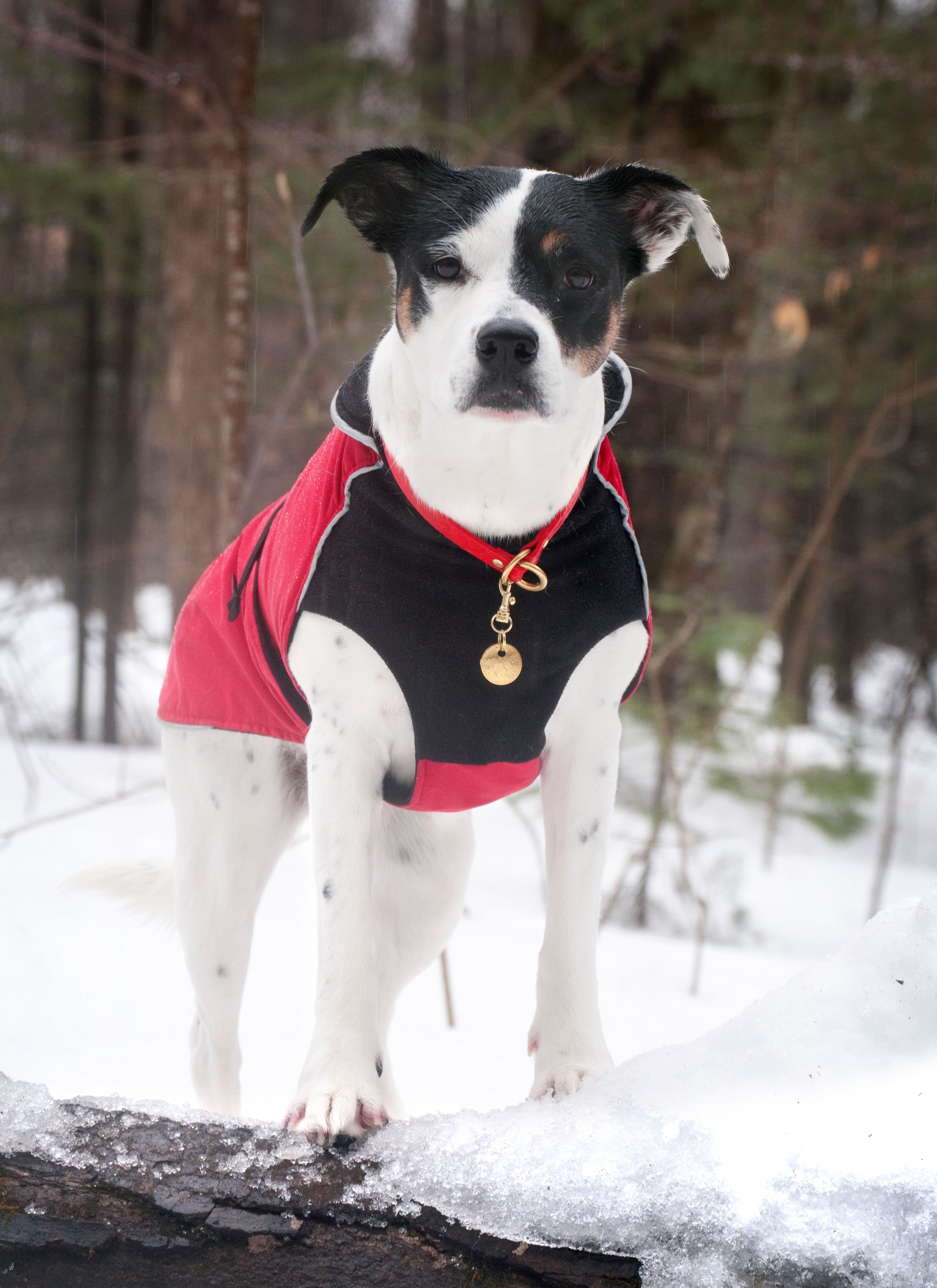 Chilly Dogs Alpine Blazer STANDARD Chilly Dogs Alpine Blazer STANDARD