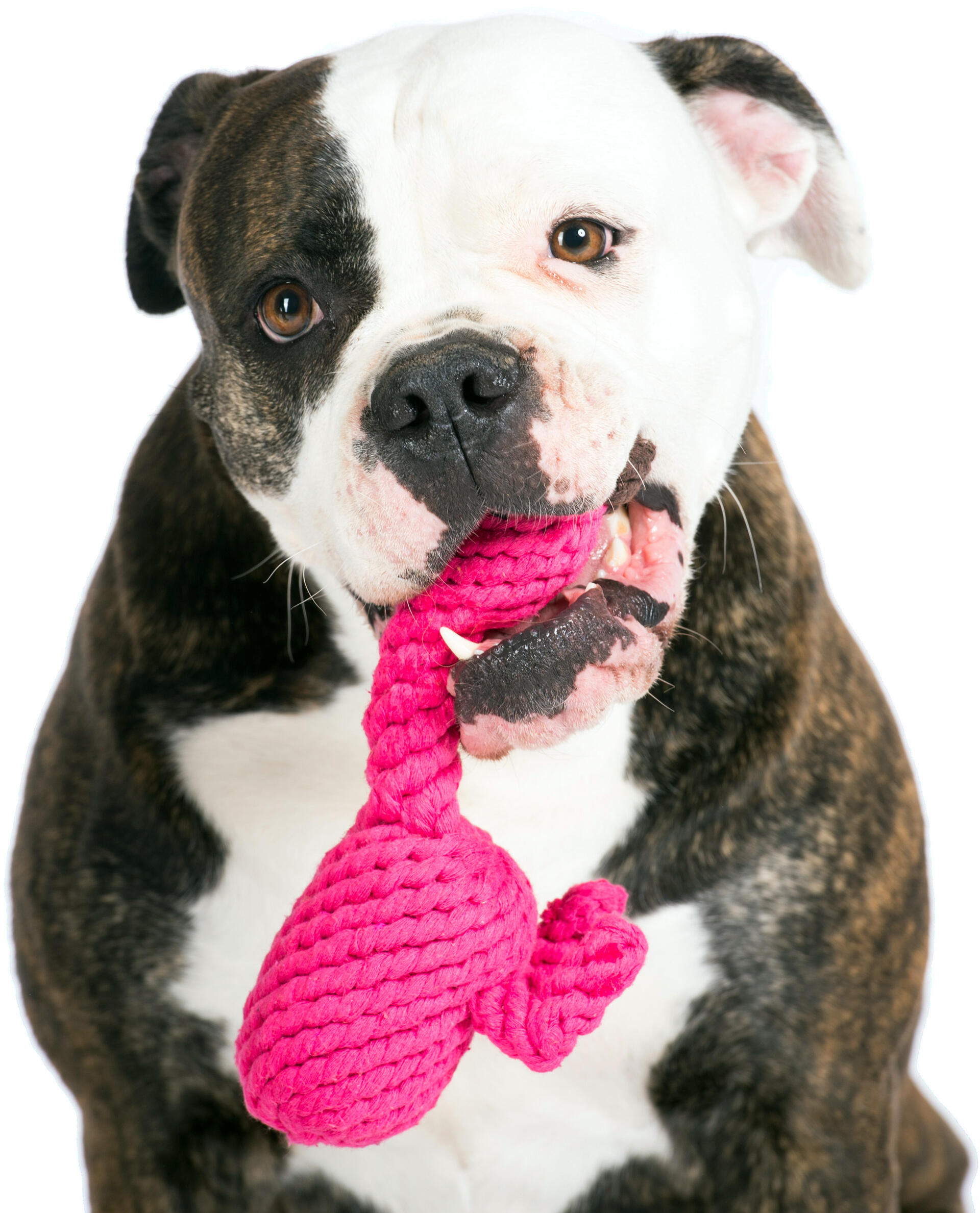 Laboni Hundespielzeug Franzi Flamingo pink 18cm