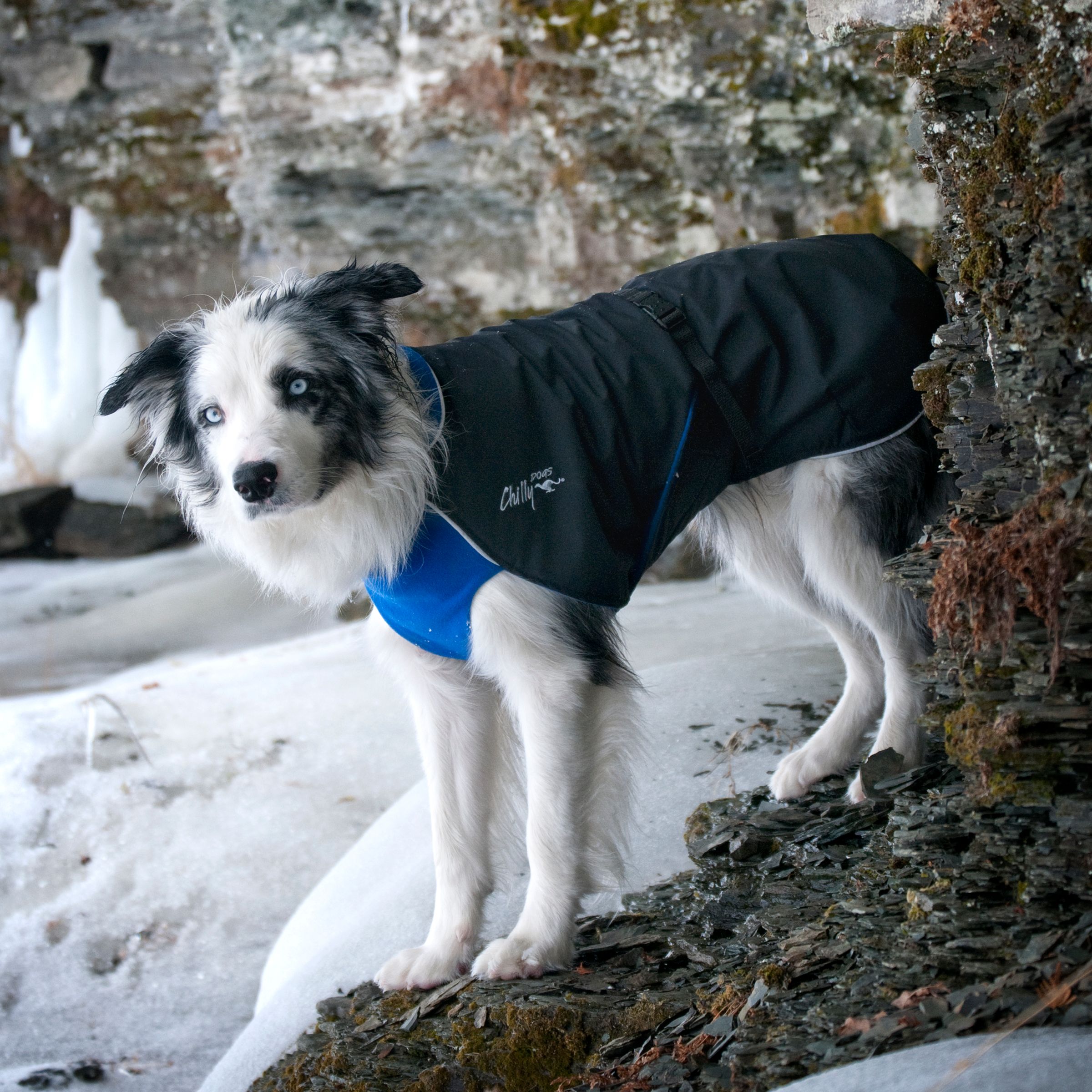 Chilly Dogs Alpine Blazer STANDARD