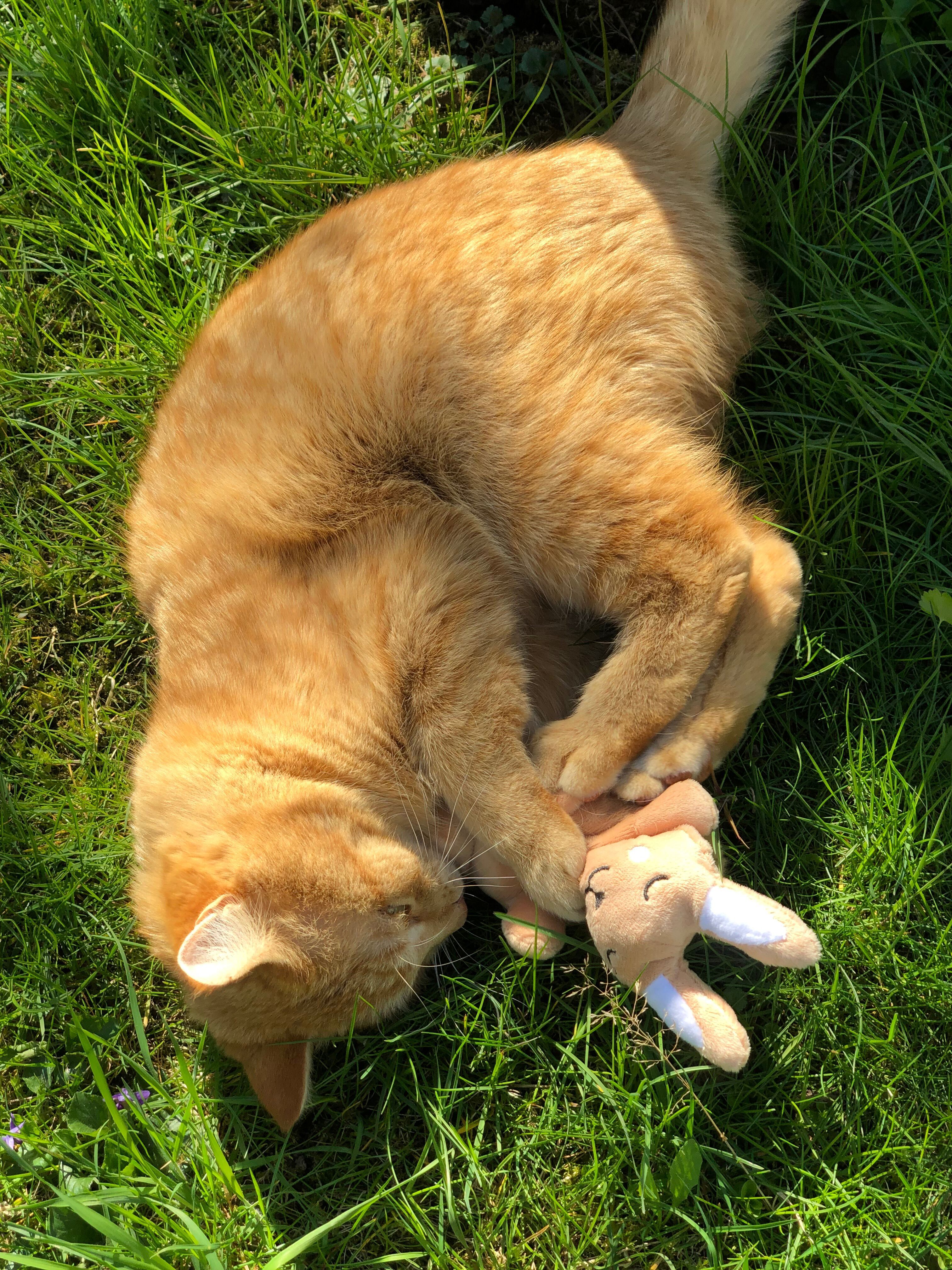 Aumüller Katzenspielkissen Hase Baldi Bunny aus braunem Schmuseplüsch gefüllt mit Baldrianwurzel und Dinkelspelz 9x6x12/16cm