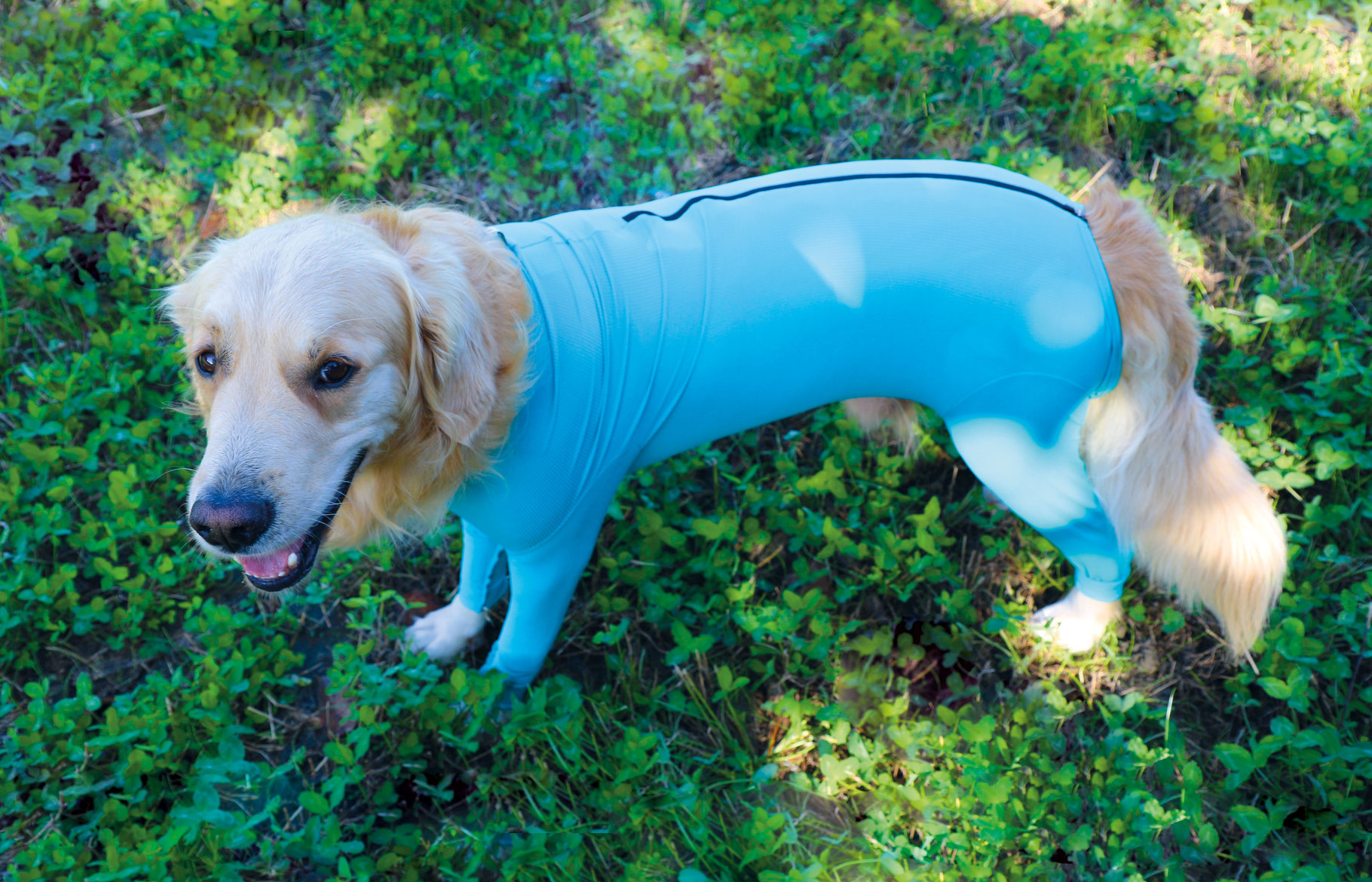 VetMedCare Dog Body mit 4 Beinen und Zipper