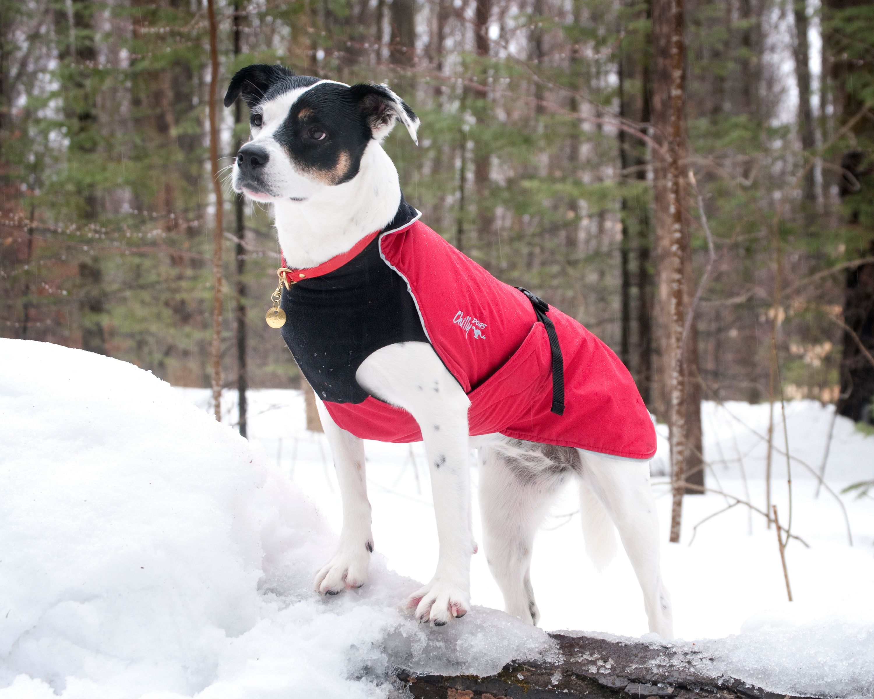 Chilly Dogs Alpine Blazer STANDARD Chilly Dogs Alpine Blazer STANDARD