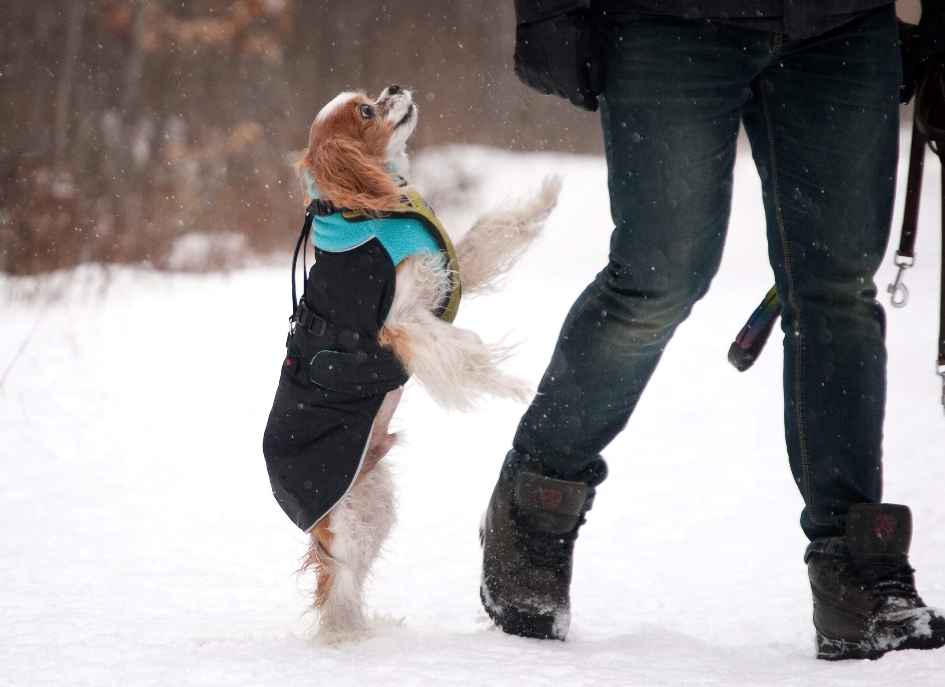 Chilly Dogs Great White North STANDARD