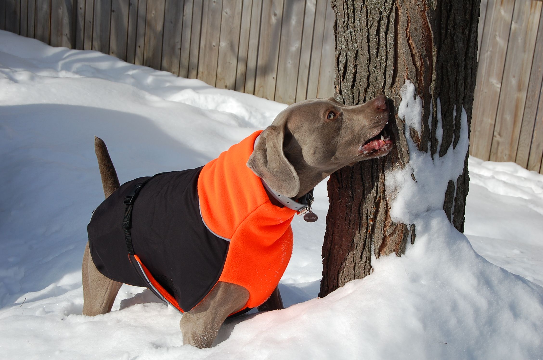 Chilly Dogs Great White North STANDARD