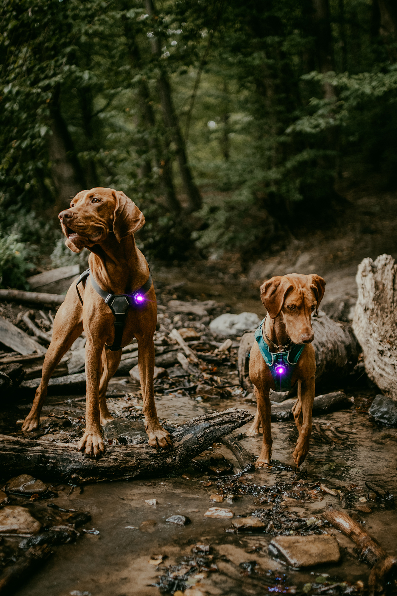 Orbiloc Dog Dual Light purple