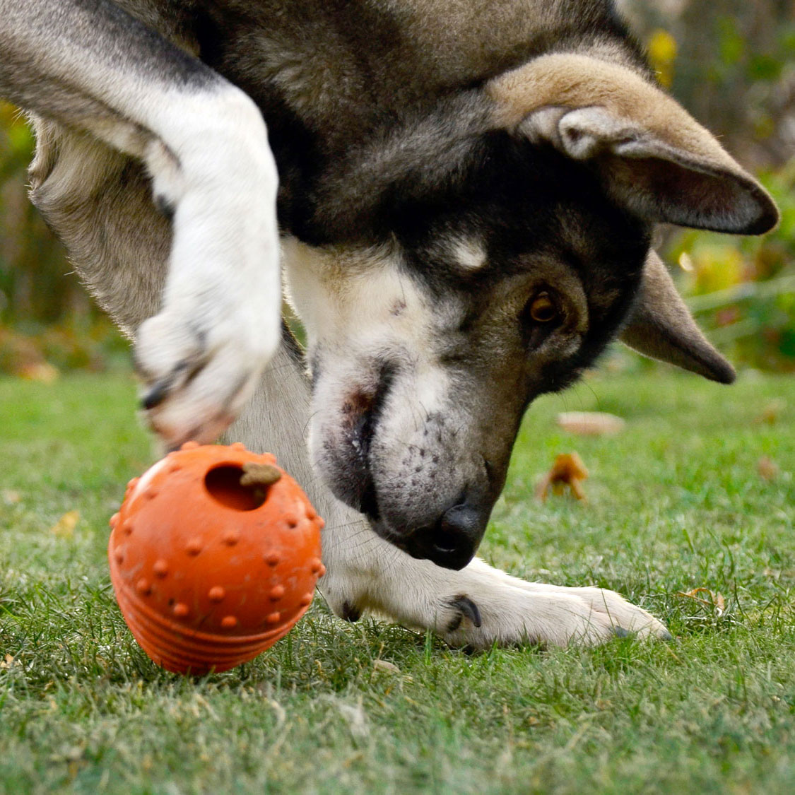 Major Dog Snack Ei