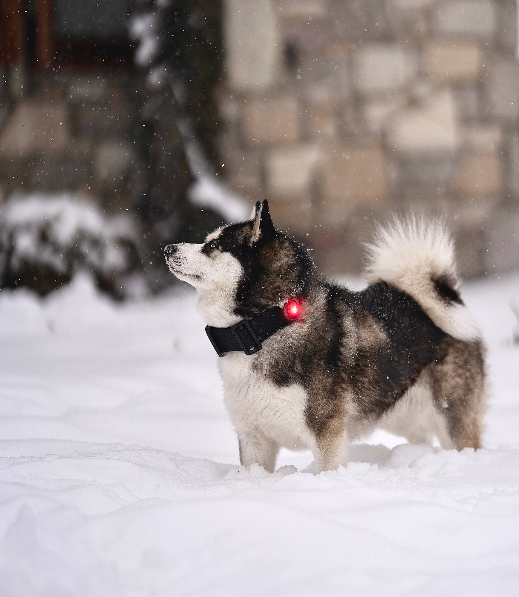 Orbiloc Dog Dual Light red