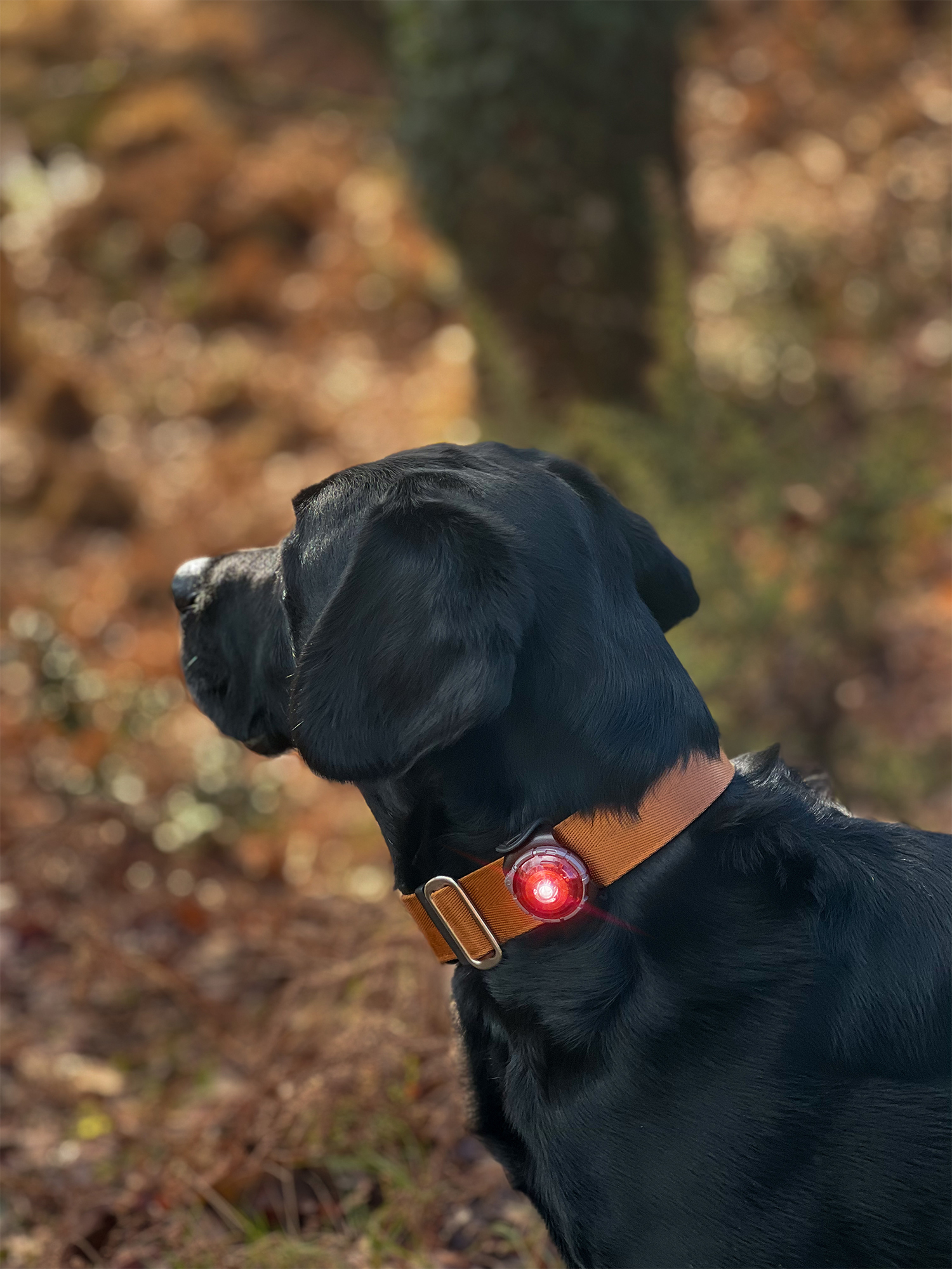 Orbiloc Dog Dual Light red