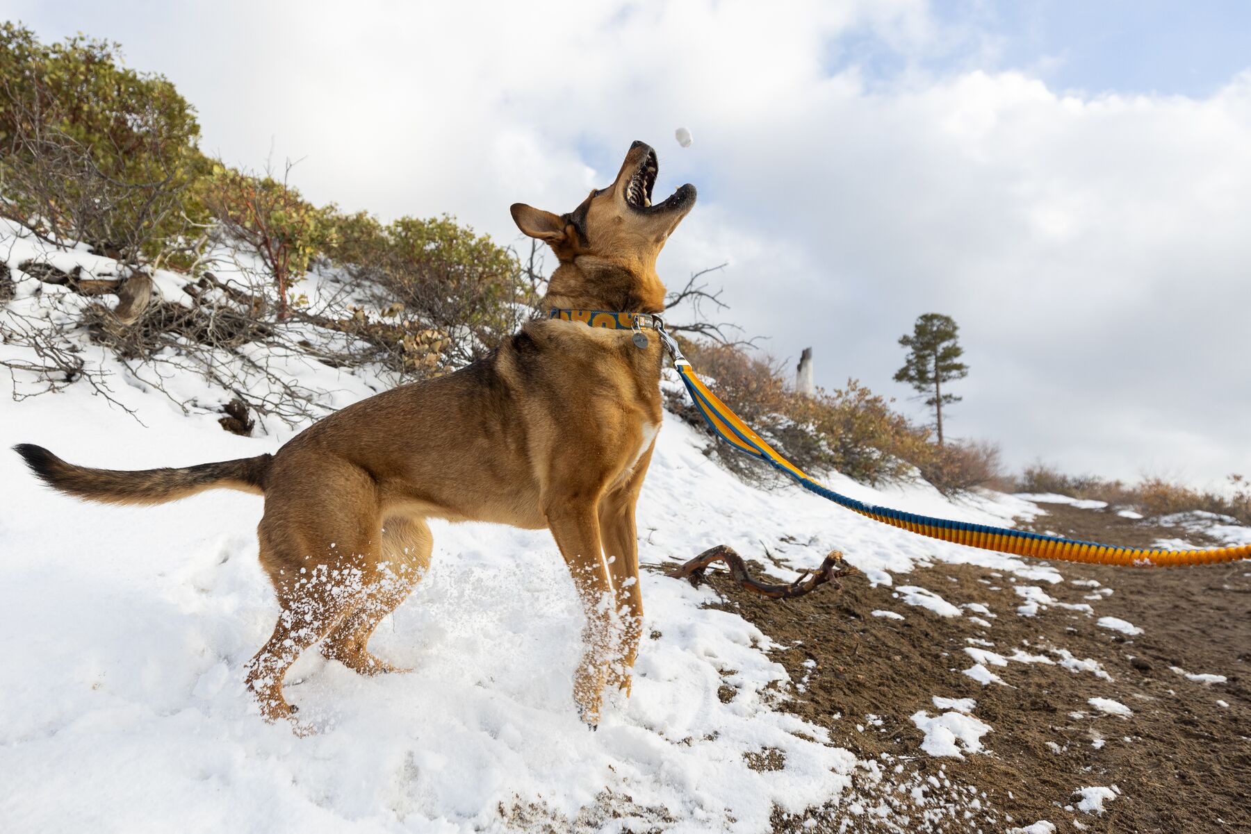 RuffWear Roamer™ Leash Yellow Snow