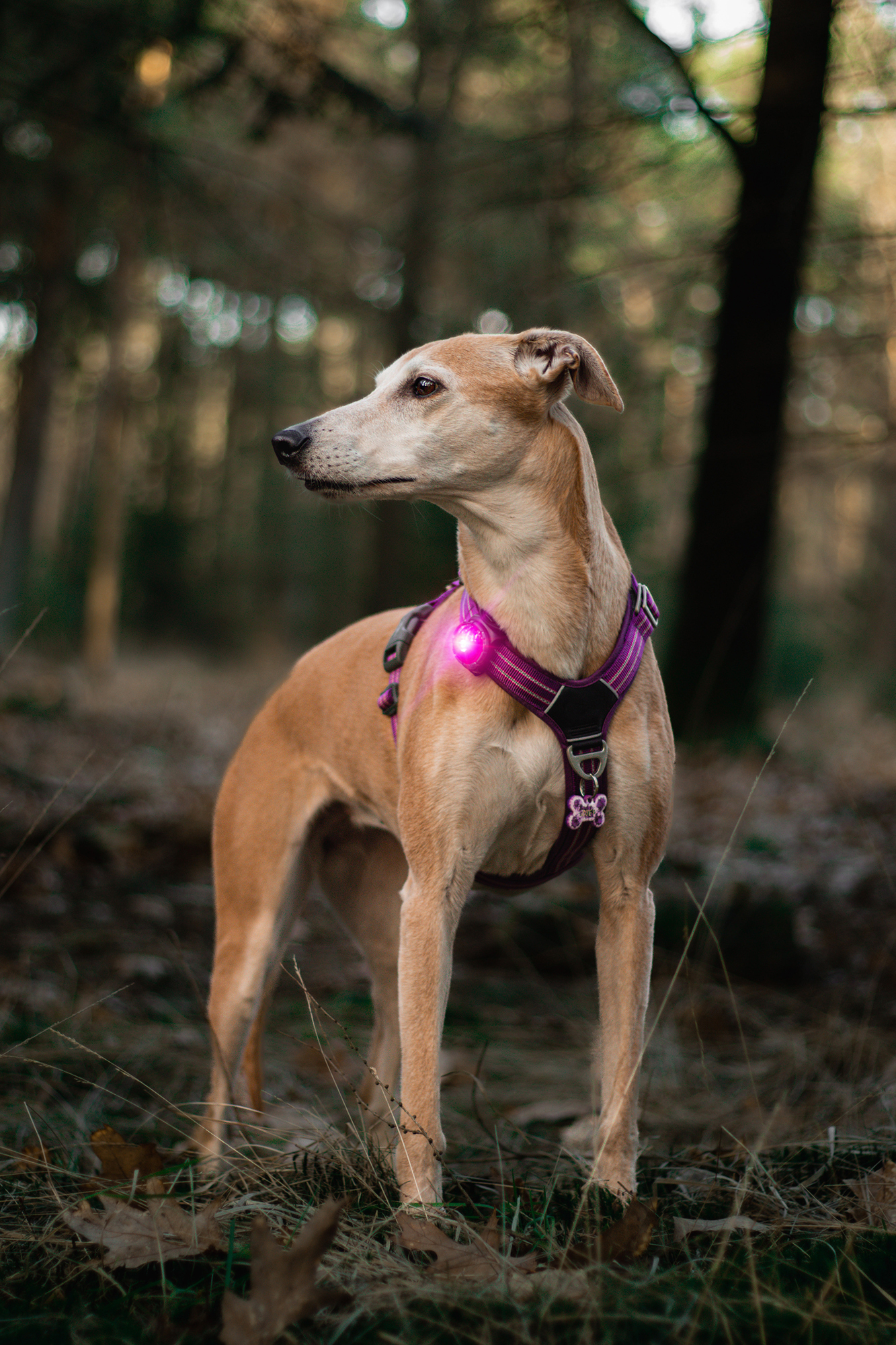 Orbiloc Dog Dual Light pink