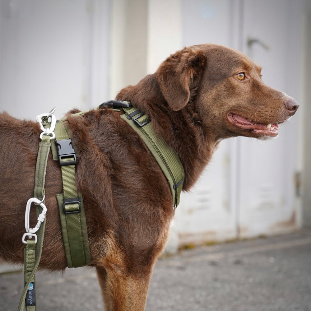 annyx Geschirr OPEN Fun oliv/oliv