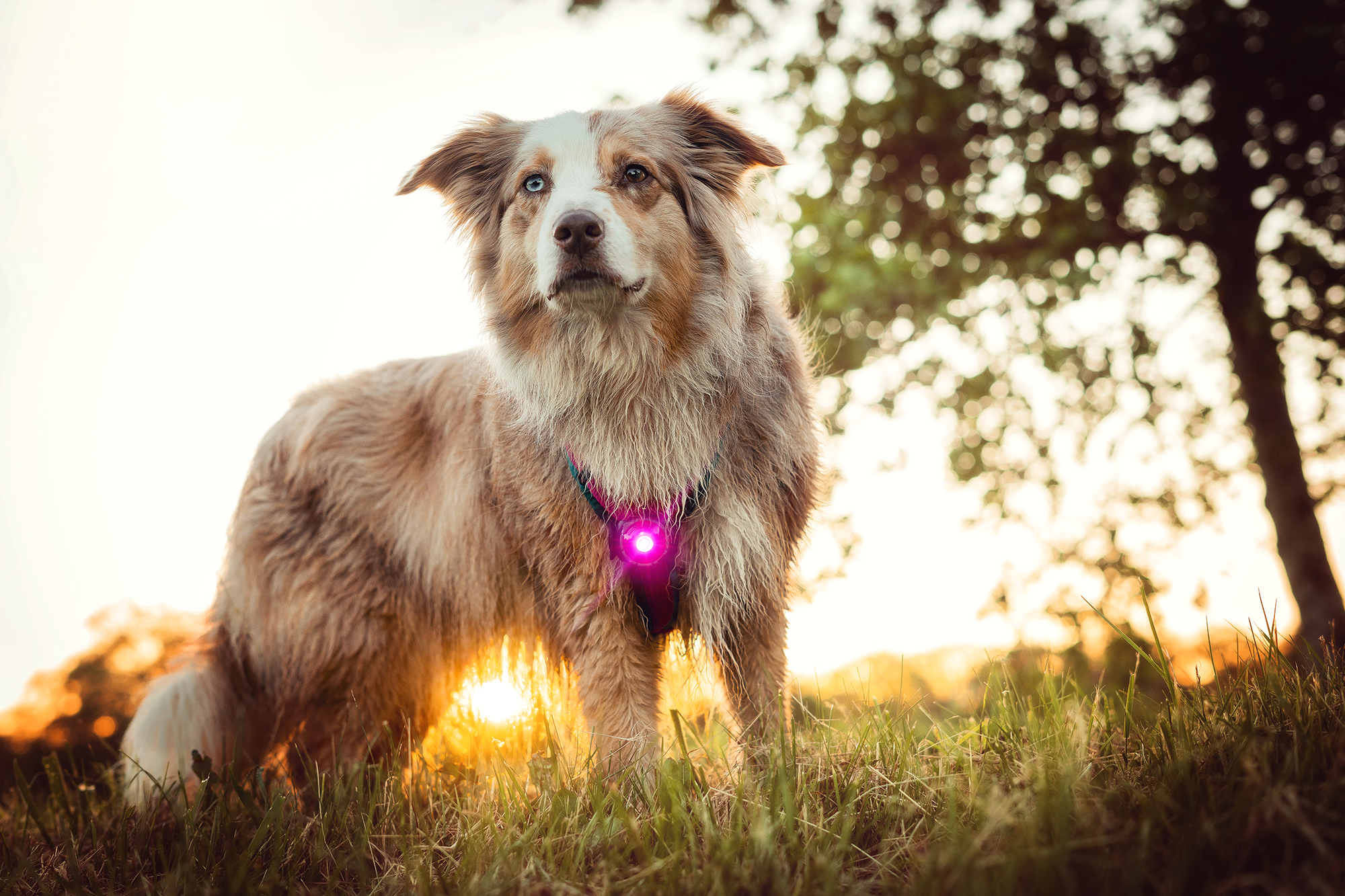 Orbiloc Dog Dual Light pink