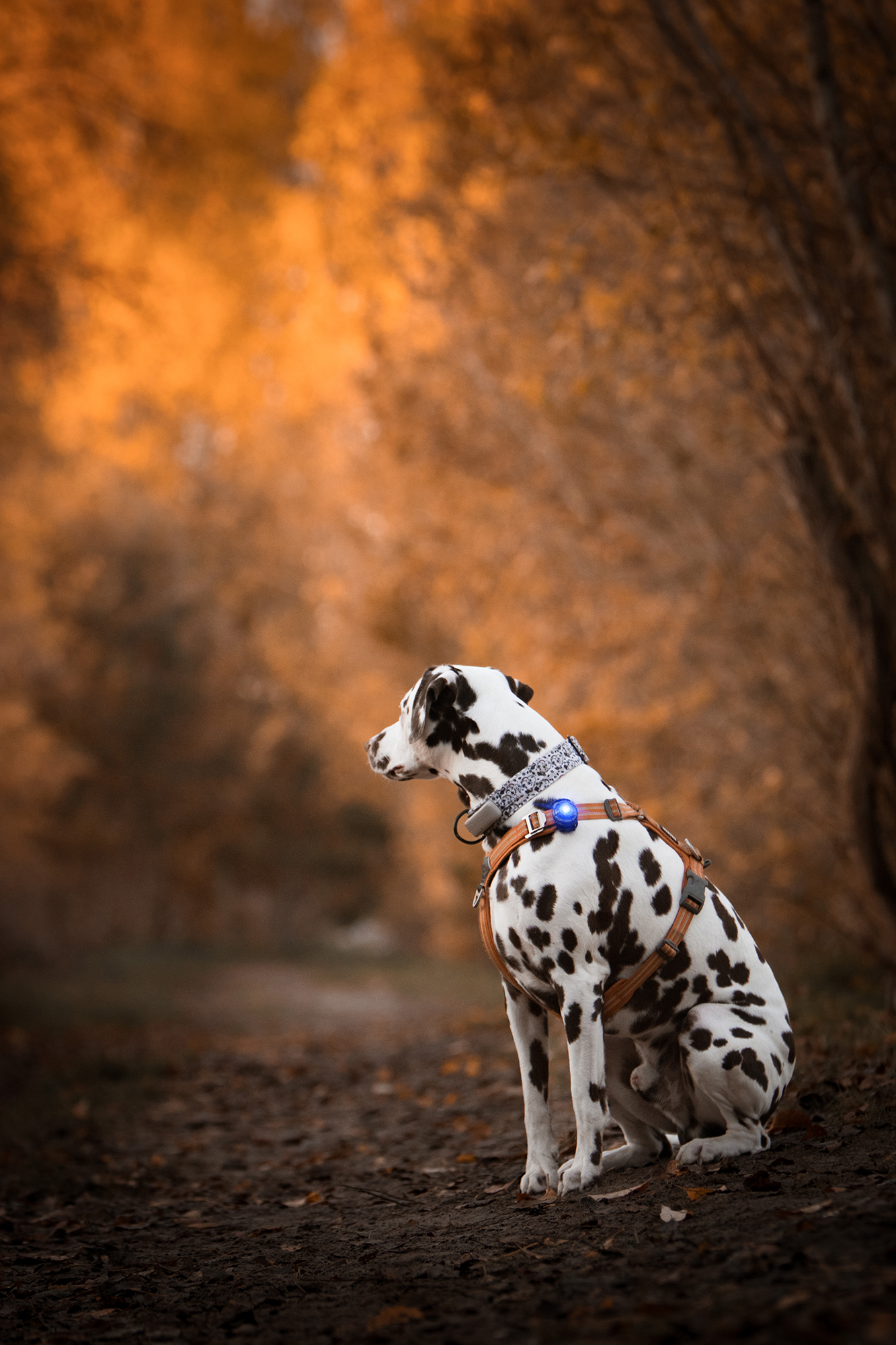 Orbiloc Dog Dual Light blue