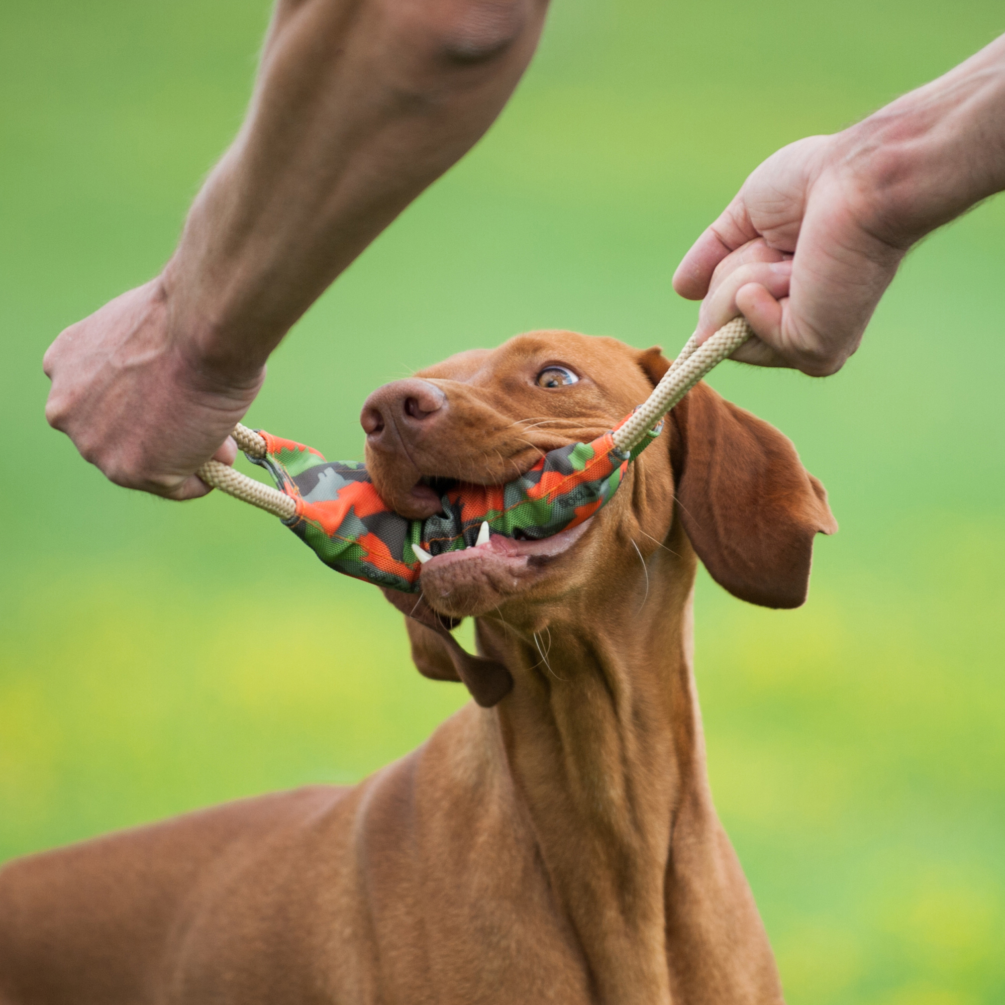 Major Dog Beißwurst Ziehmichl 390x85mm - 100g