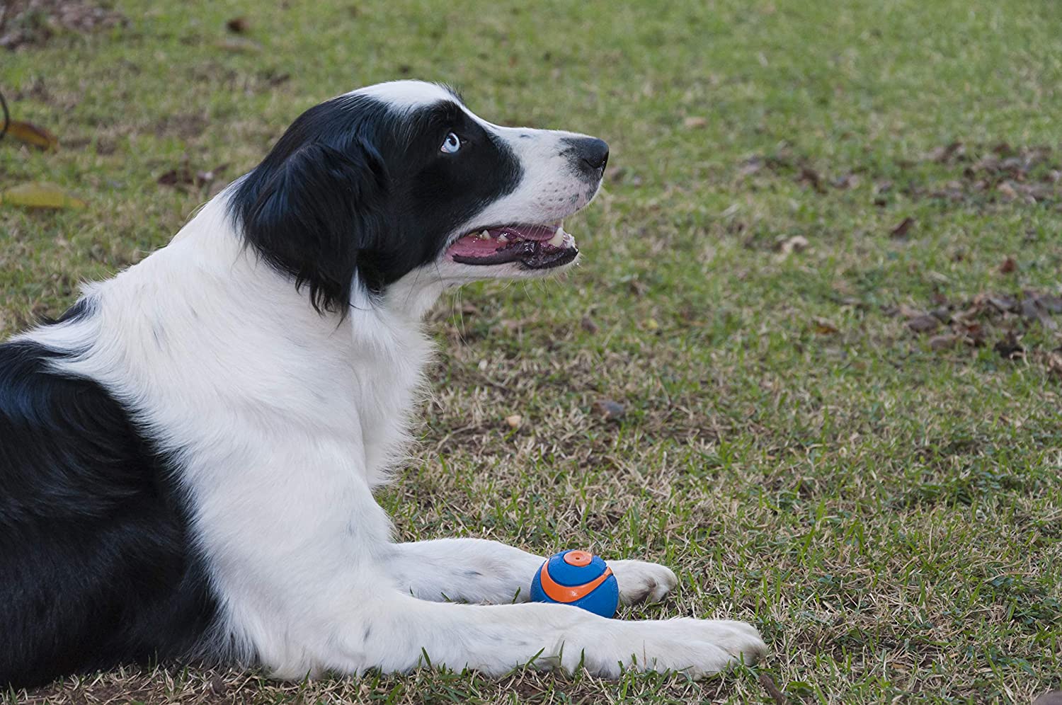 Chuckit Ultra Squeaker Ball