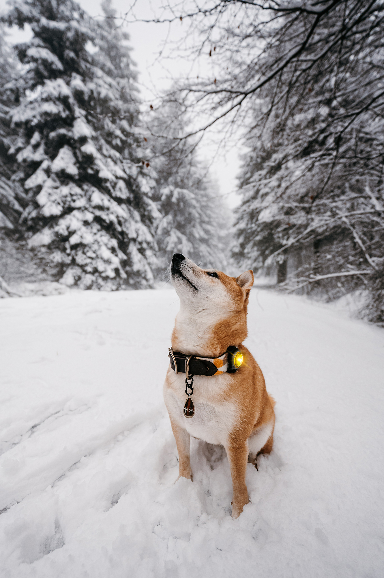 Orbiloc Dog Dual Light yellow