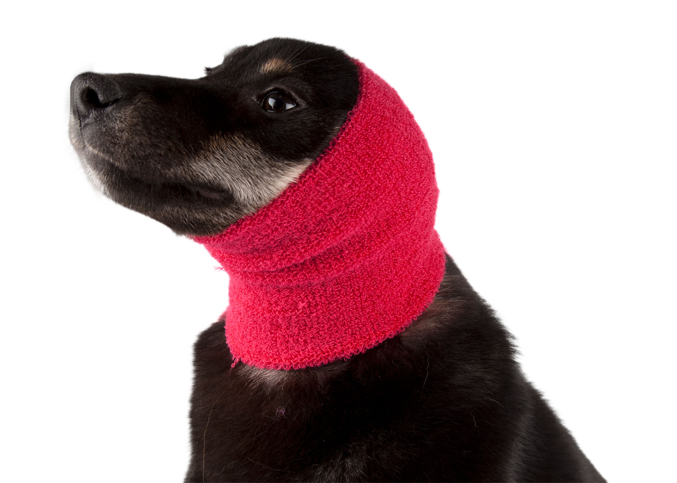 Show Tech Ear Buddy Ohrenschutz für Hunde