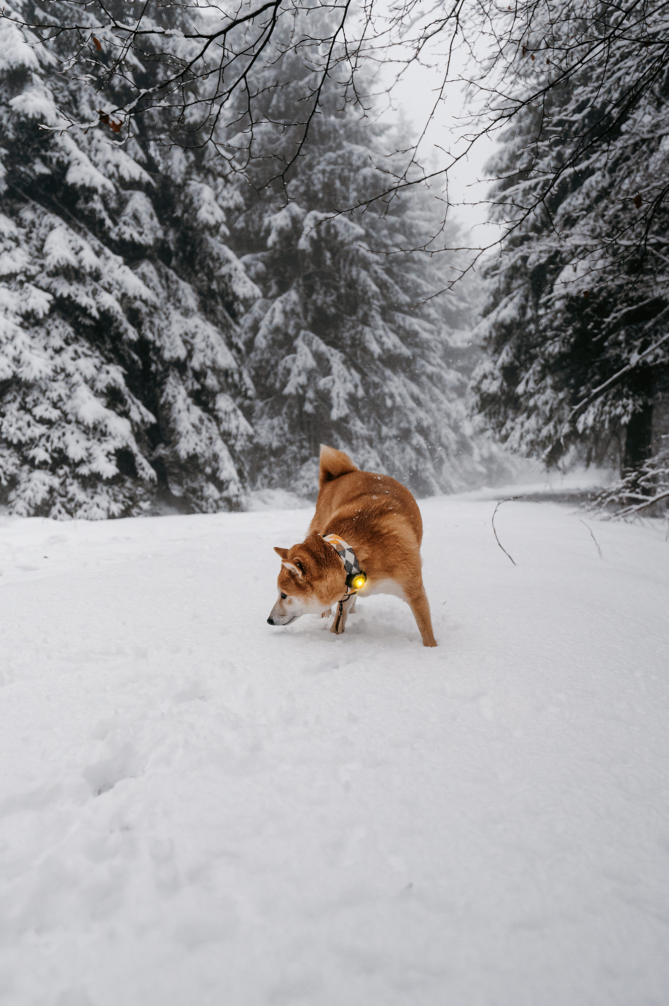 Orbiloc Dog Dual Light yellow