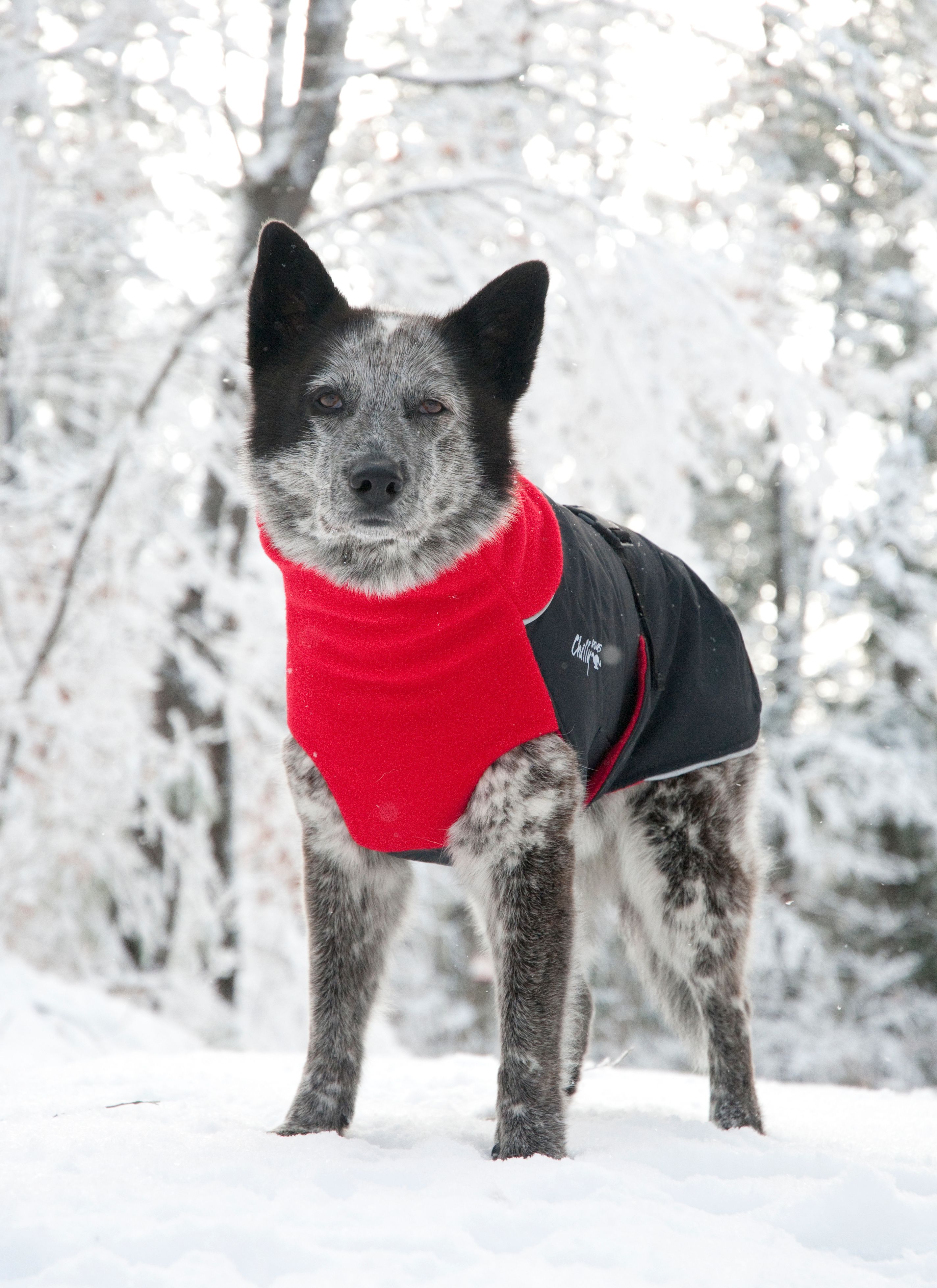 Chilly Dogs Great White North STANDARD