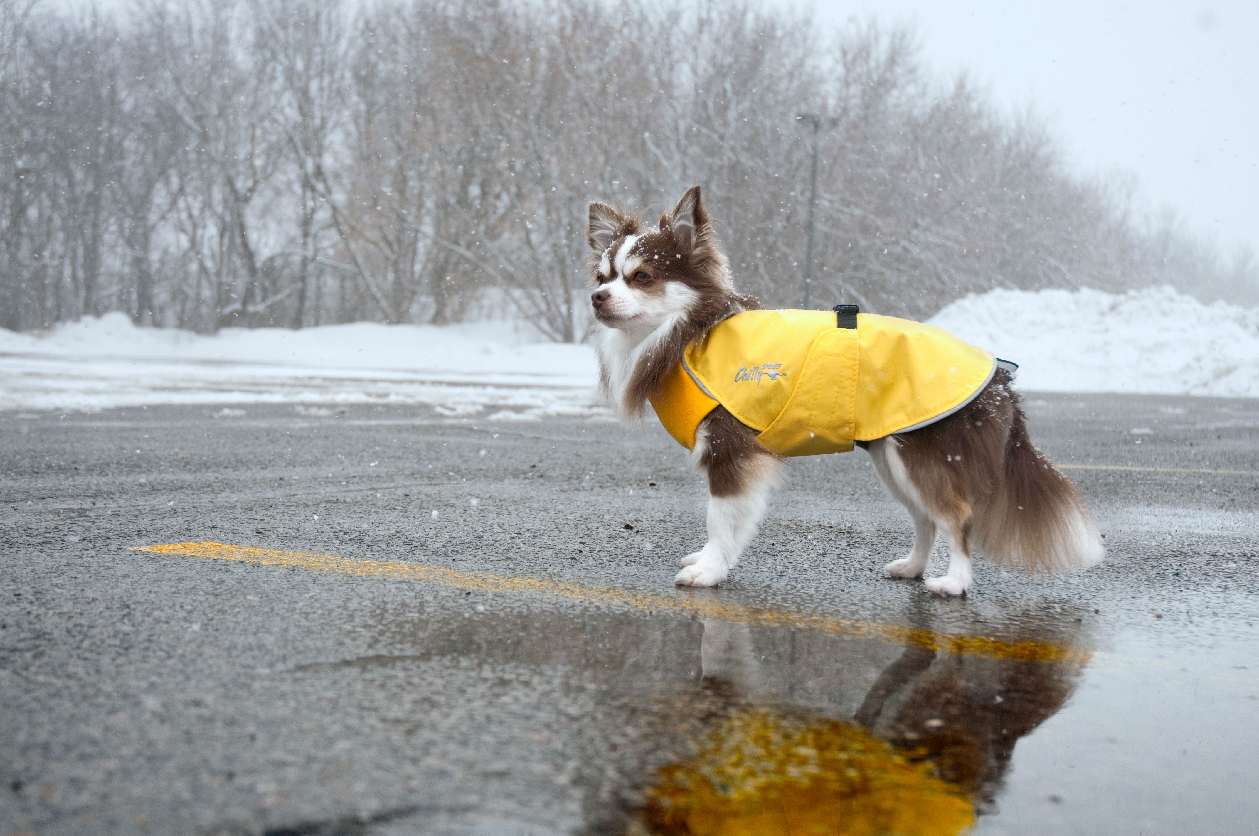 Chilly Dogs Harbour Slicker STANDARD