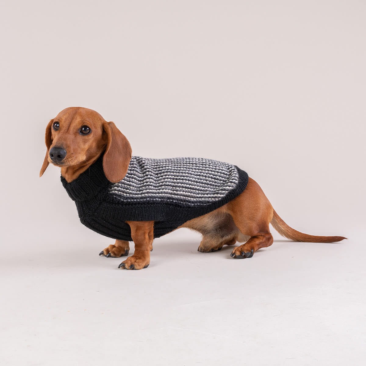 Alqo Wasi Hunde-Pullover Popcorn Black