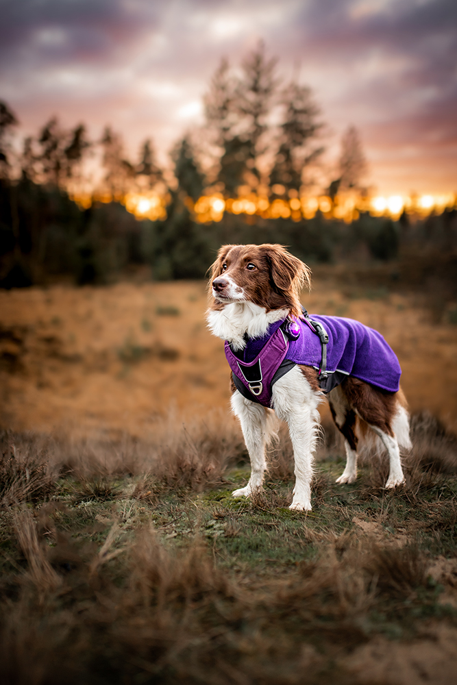 Orbiloc Dog Dual Light purple