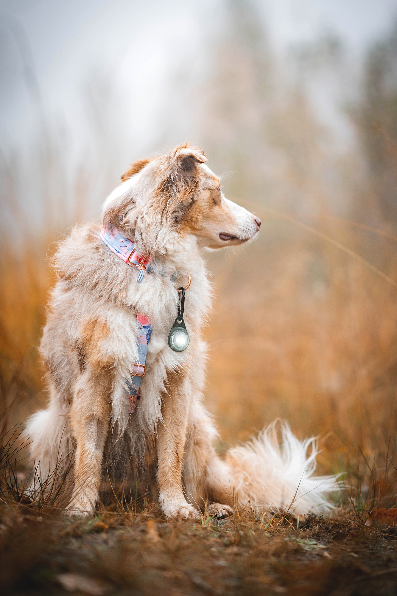 Orbiloc Dog Dual Light white
