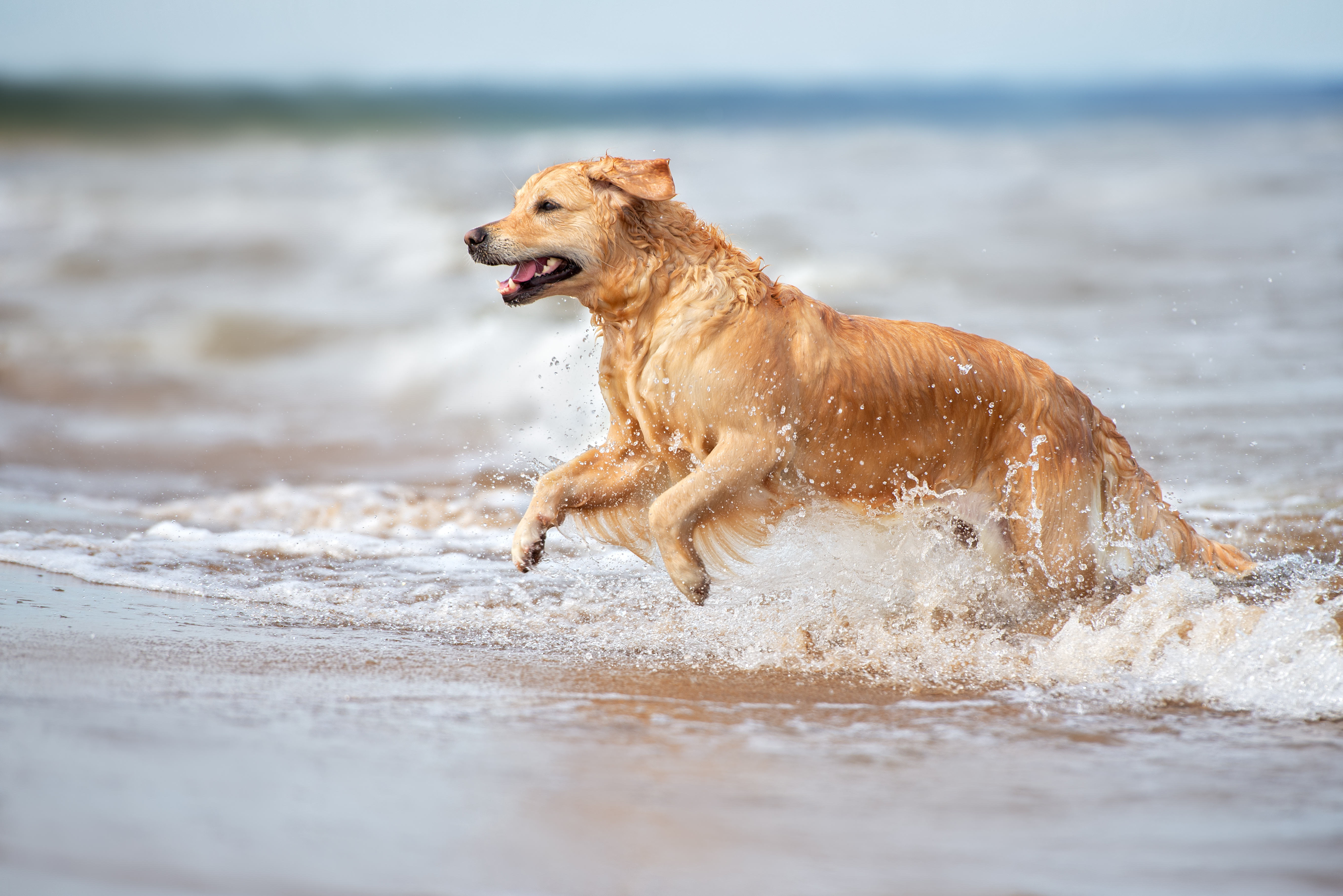 Golden Retriever spielt am Meer.