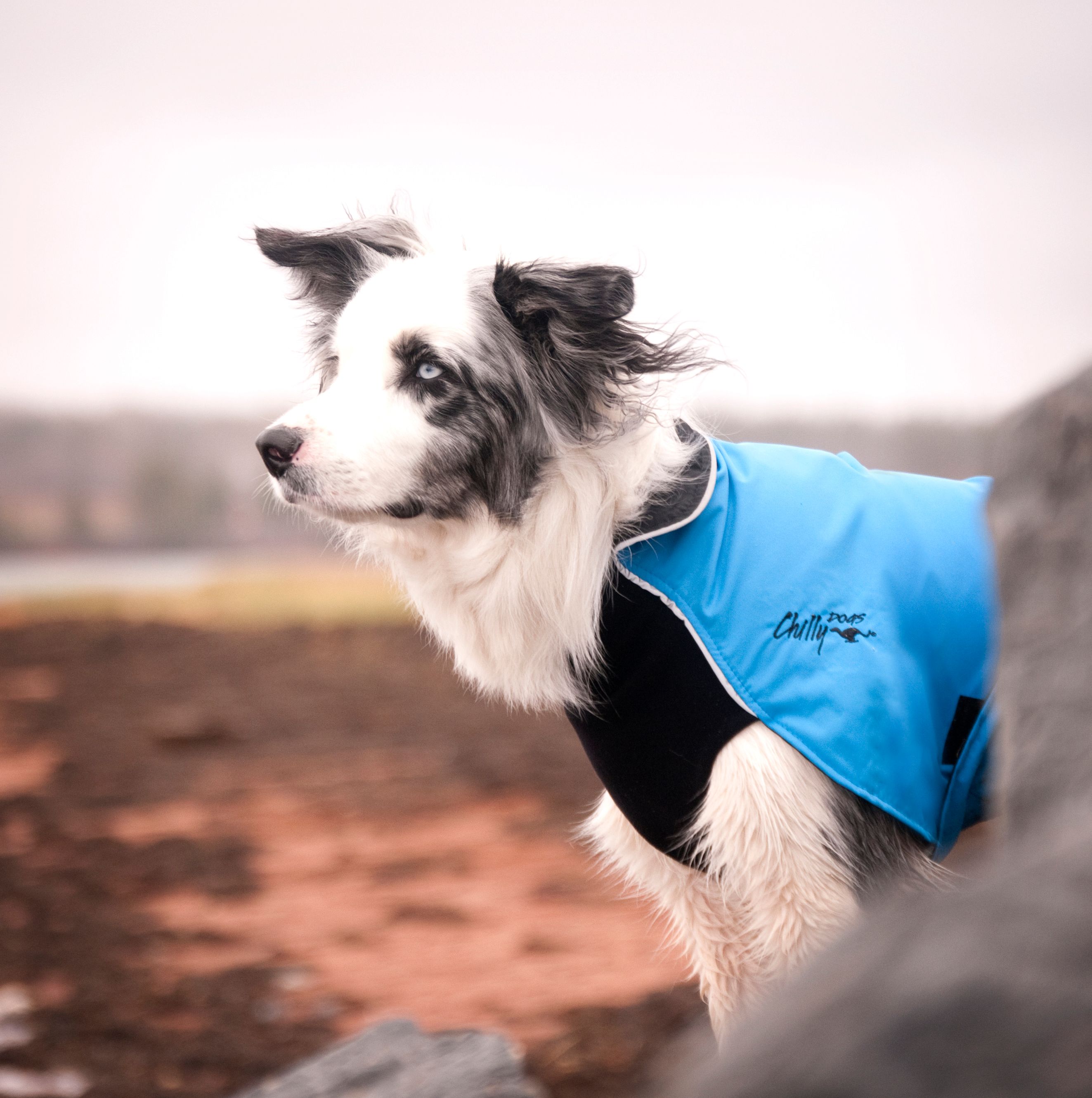 Chilly Dogs Harbour Slicker STANDARD Chilly Dogs Harbour Slicker STANDARD