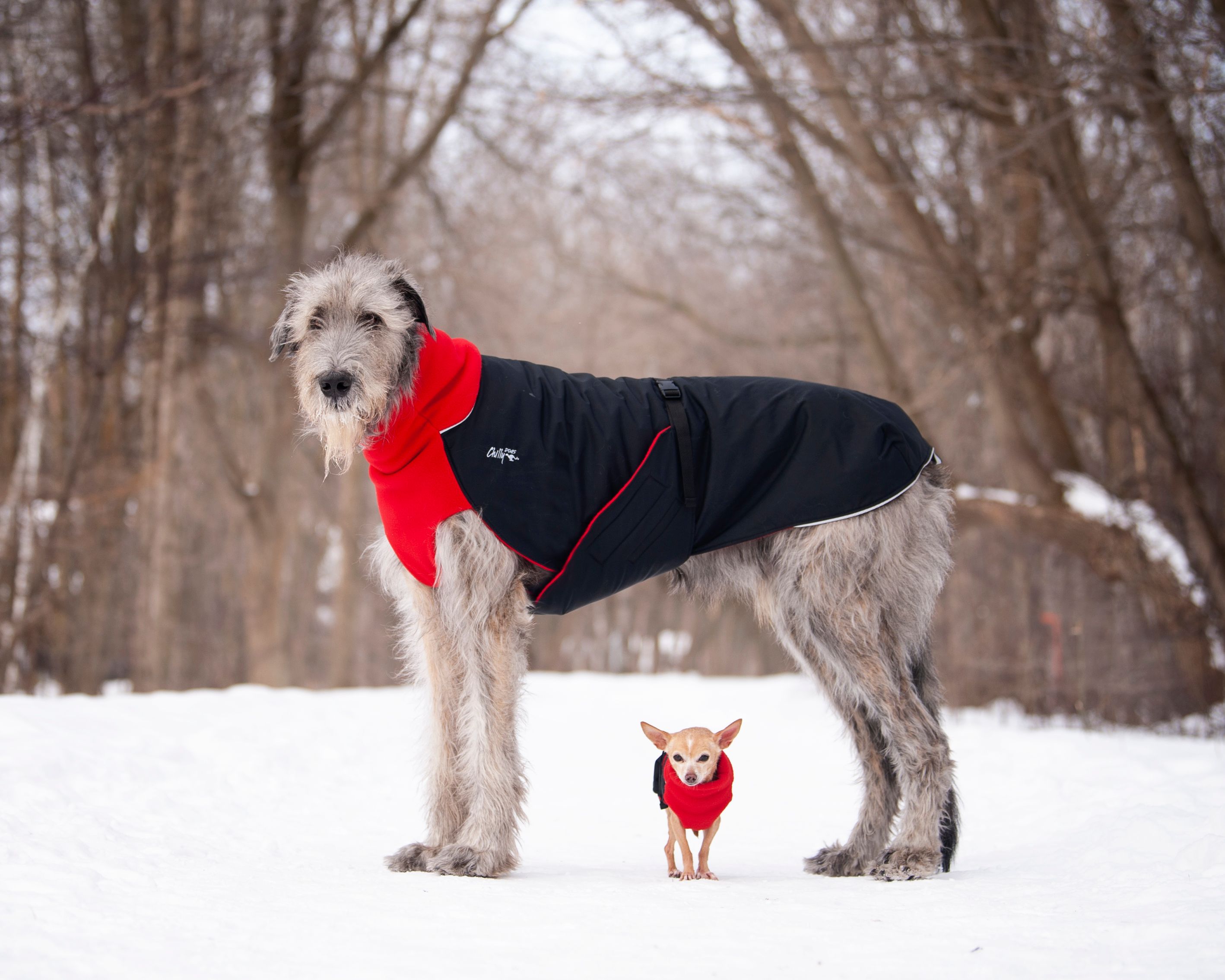 Chilly Dogs Great White North STANDARD