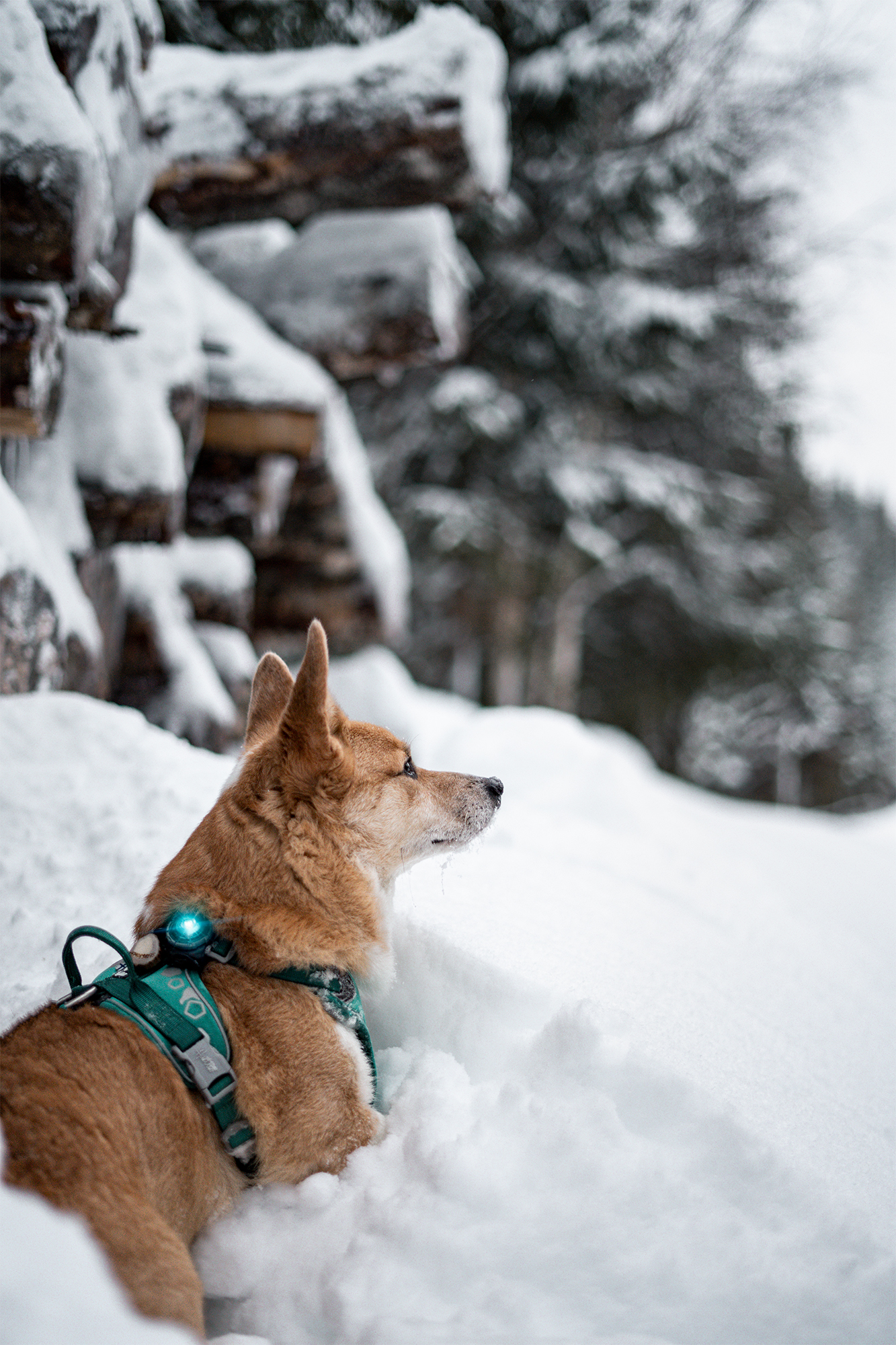 Orbiloc Dog Dual Light turquoise