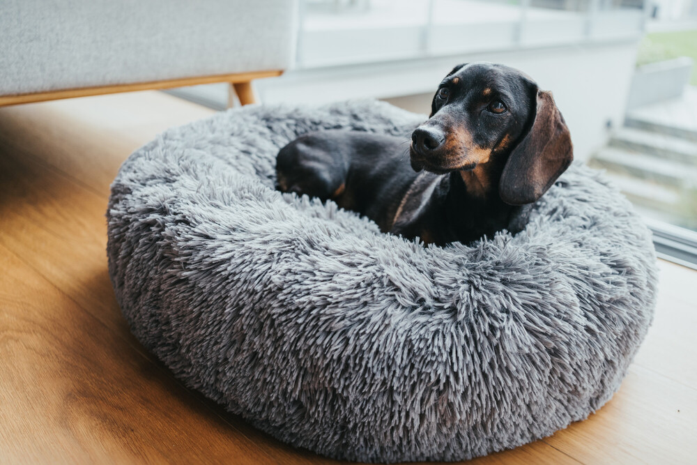 Hunter Hunde- und Katzenschlafplatz Loppa