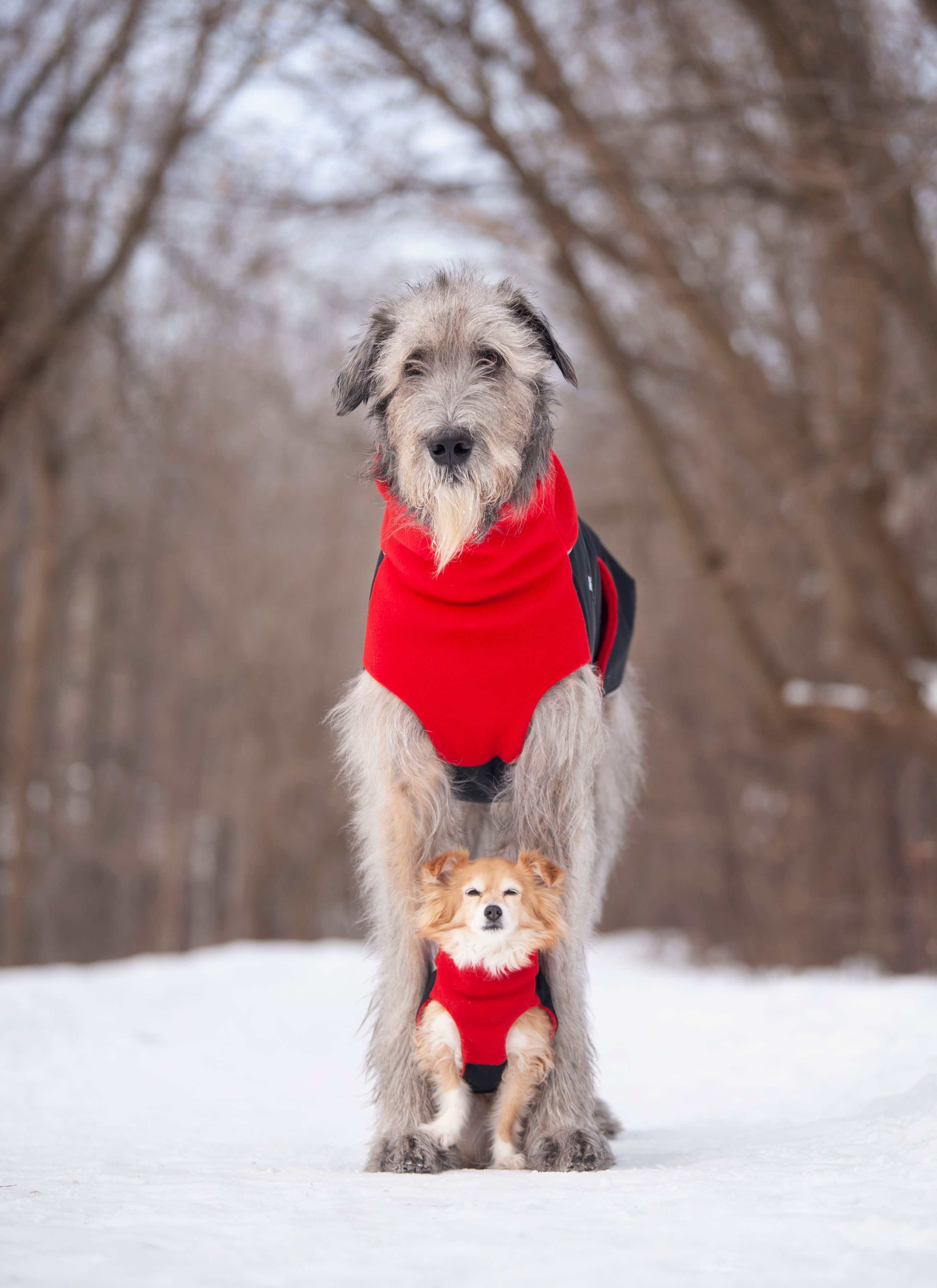 Chilly Dogs Great White North STANDARD
