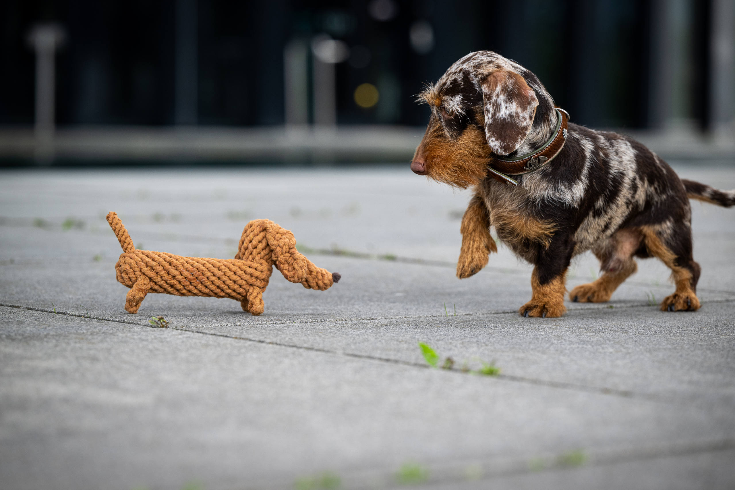 Laboni Hundespielzeug Diego Dackel hellbraun