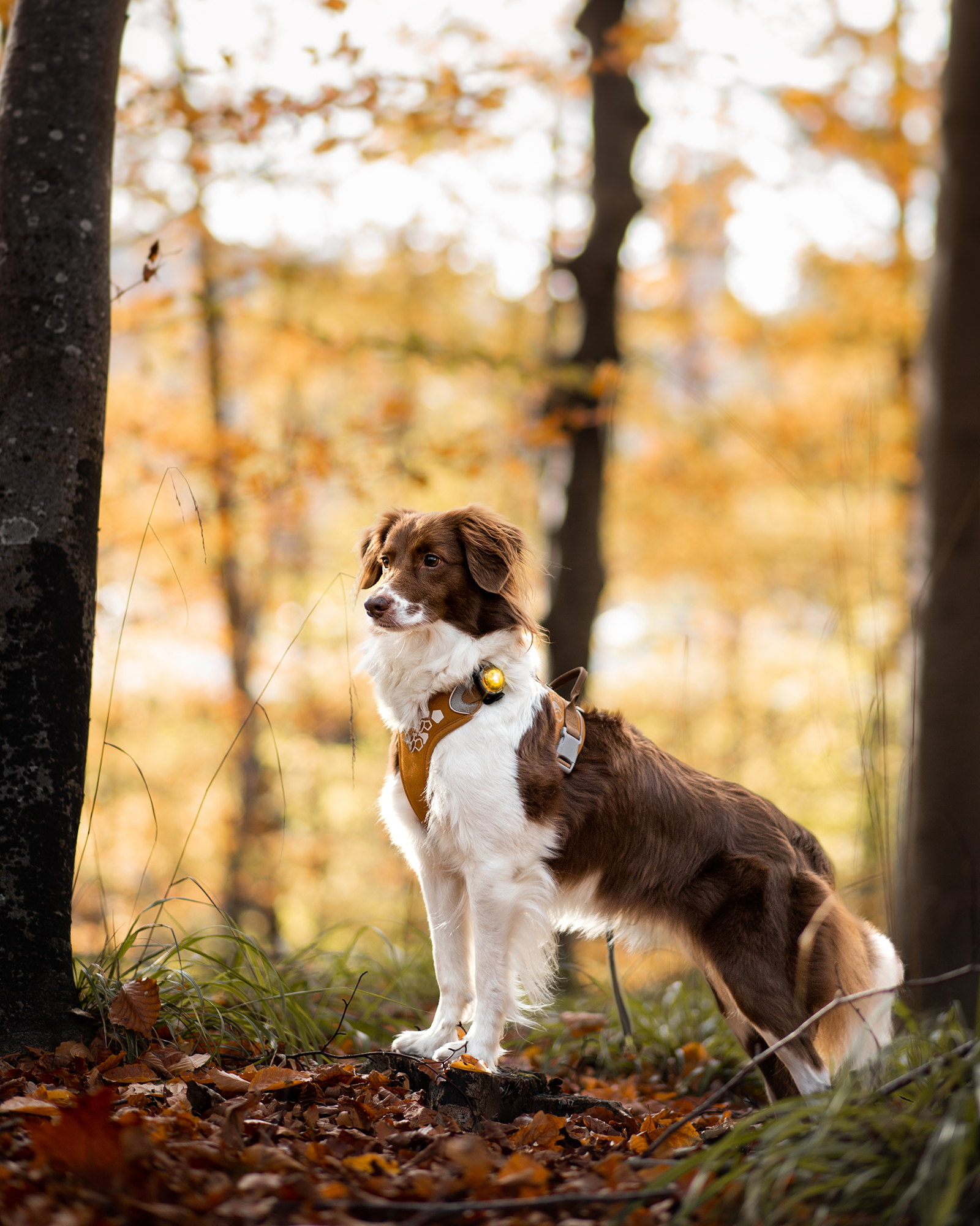 Orbiloc Dog Dual Light yellow