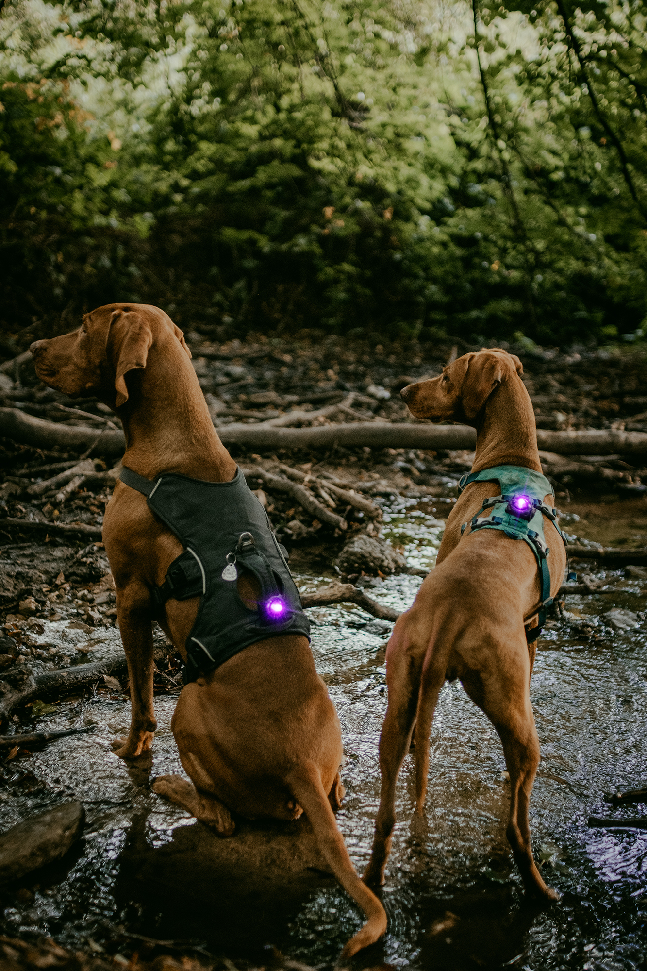 Orbiloc Dog Dual Light purple