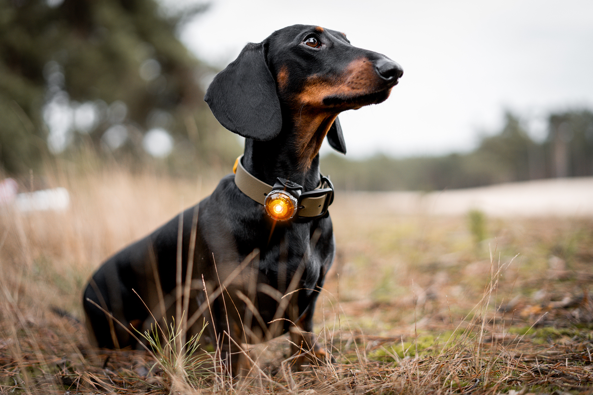 Orbiloc Dog Dual Light amber