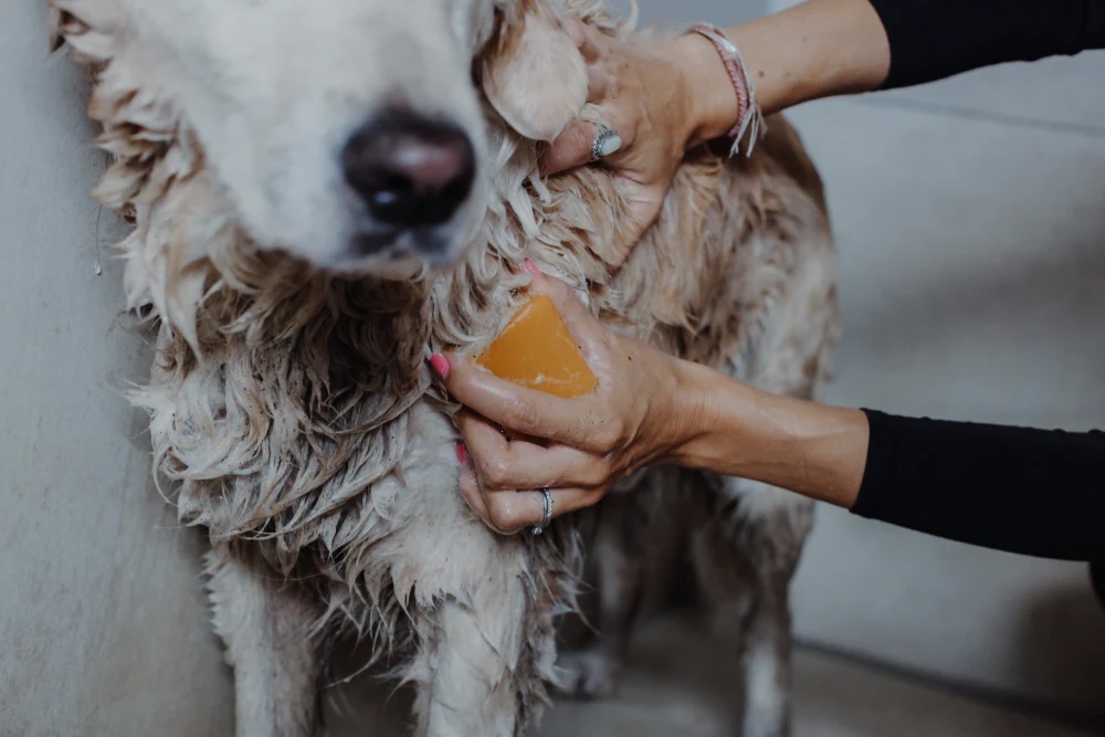 Lill's Bio-Hundeshampoo Fine 110g