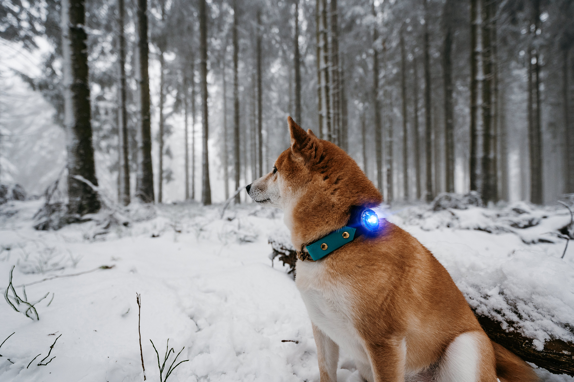 Orbiloc Dog Dual Light blue